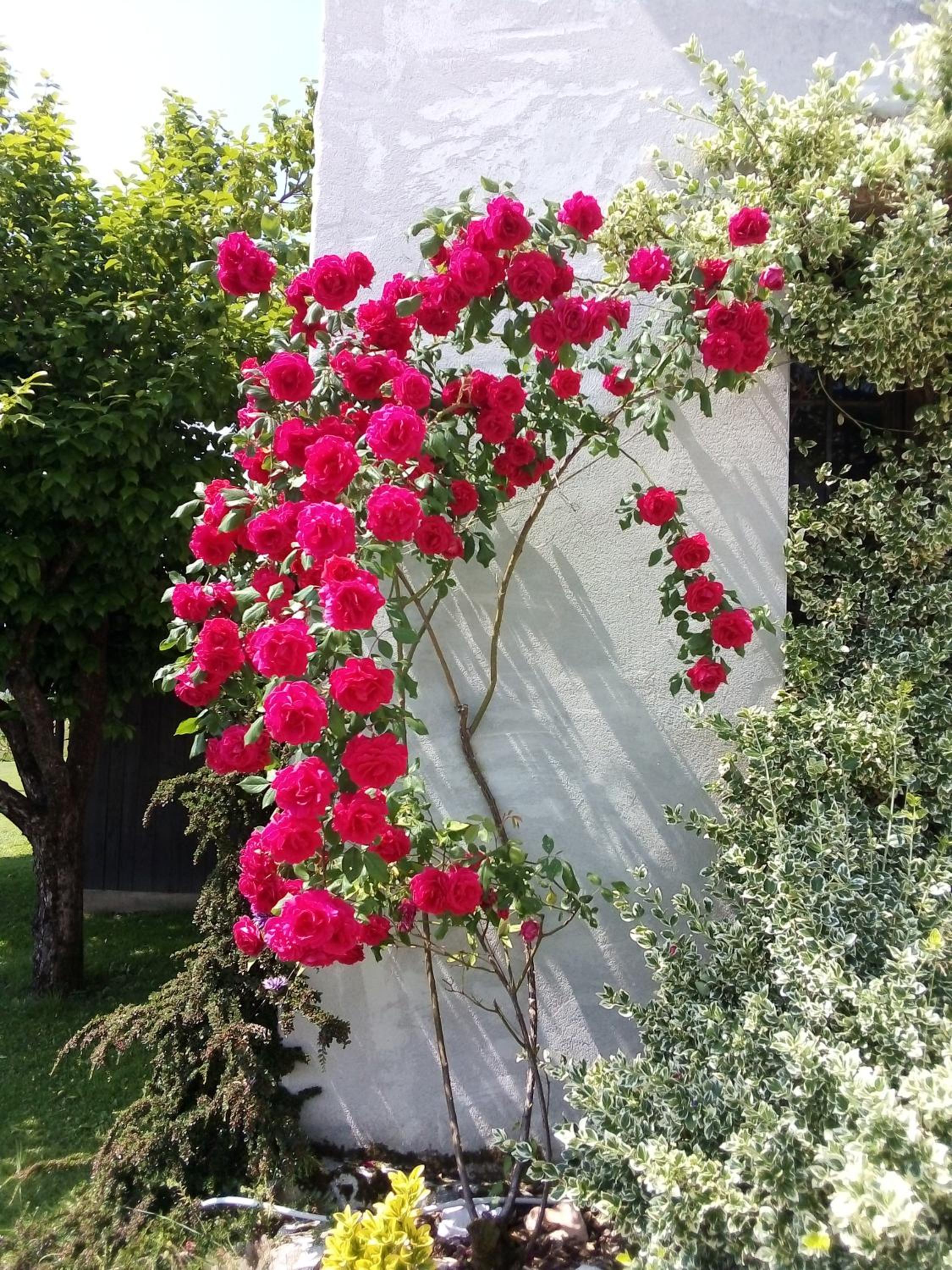 Photo 44