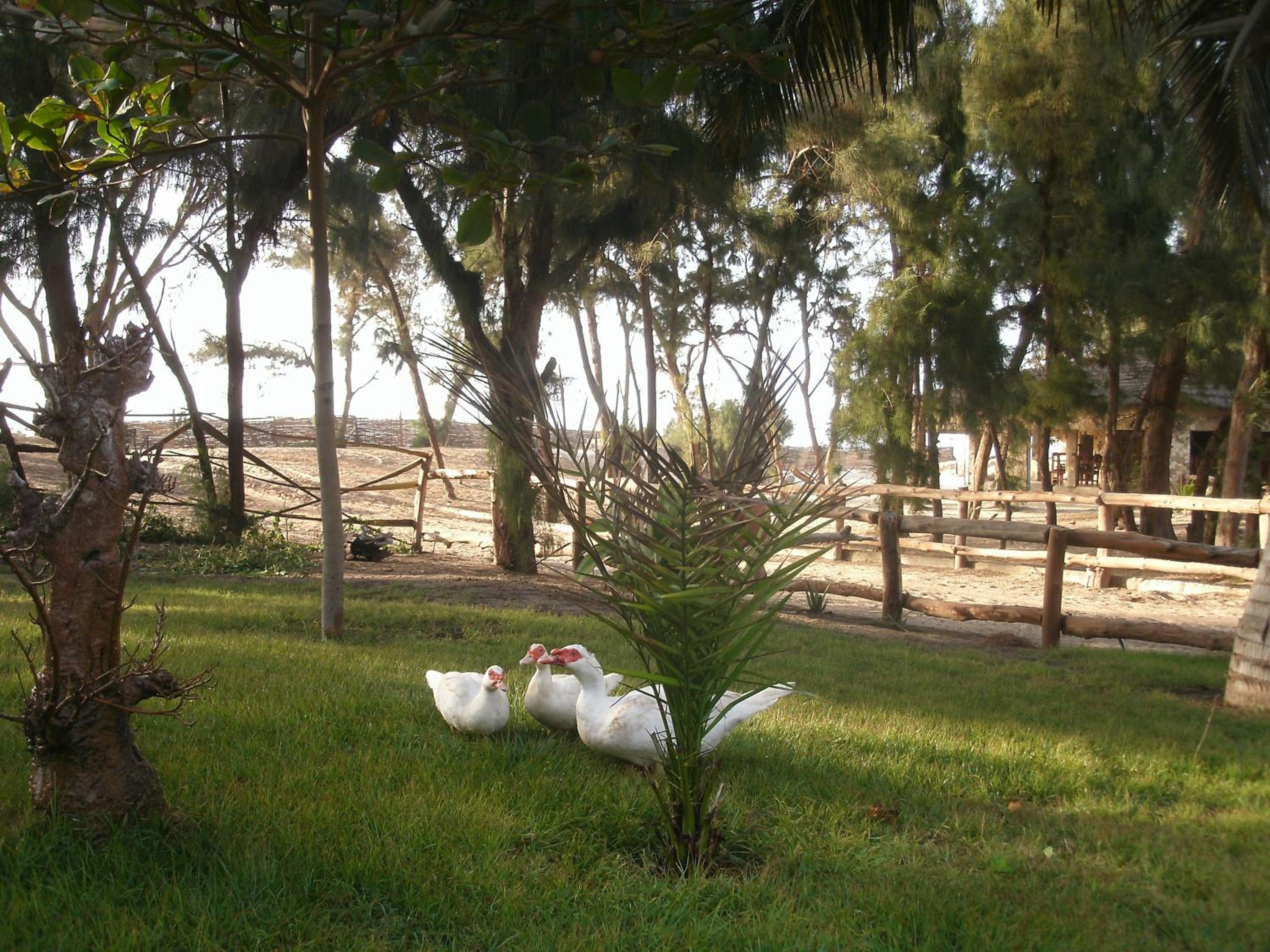 Africa Roots