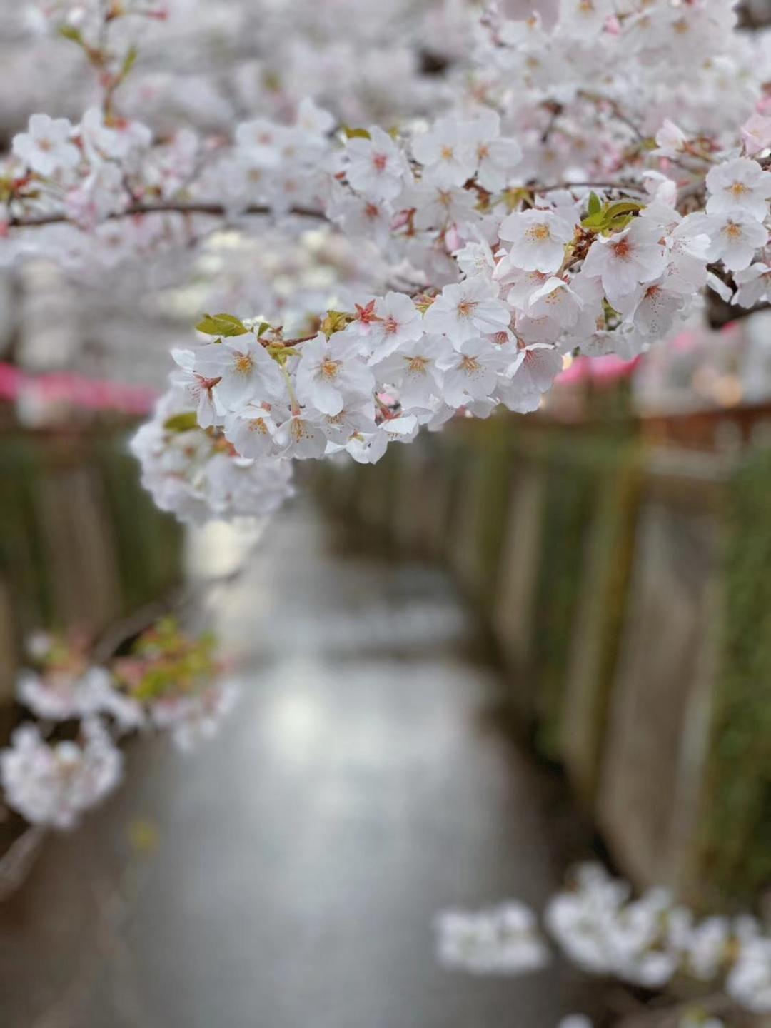 sakura house