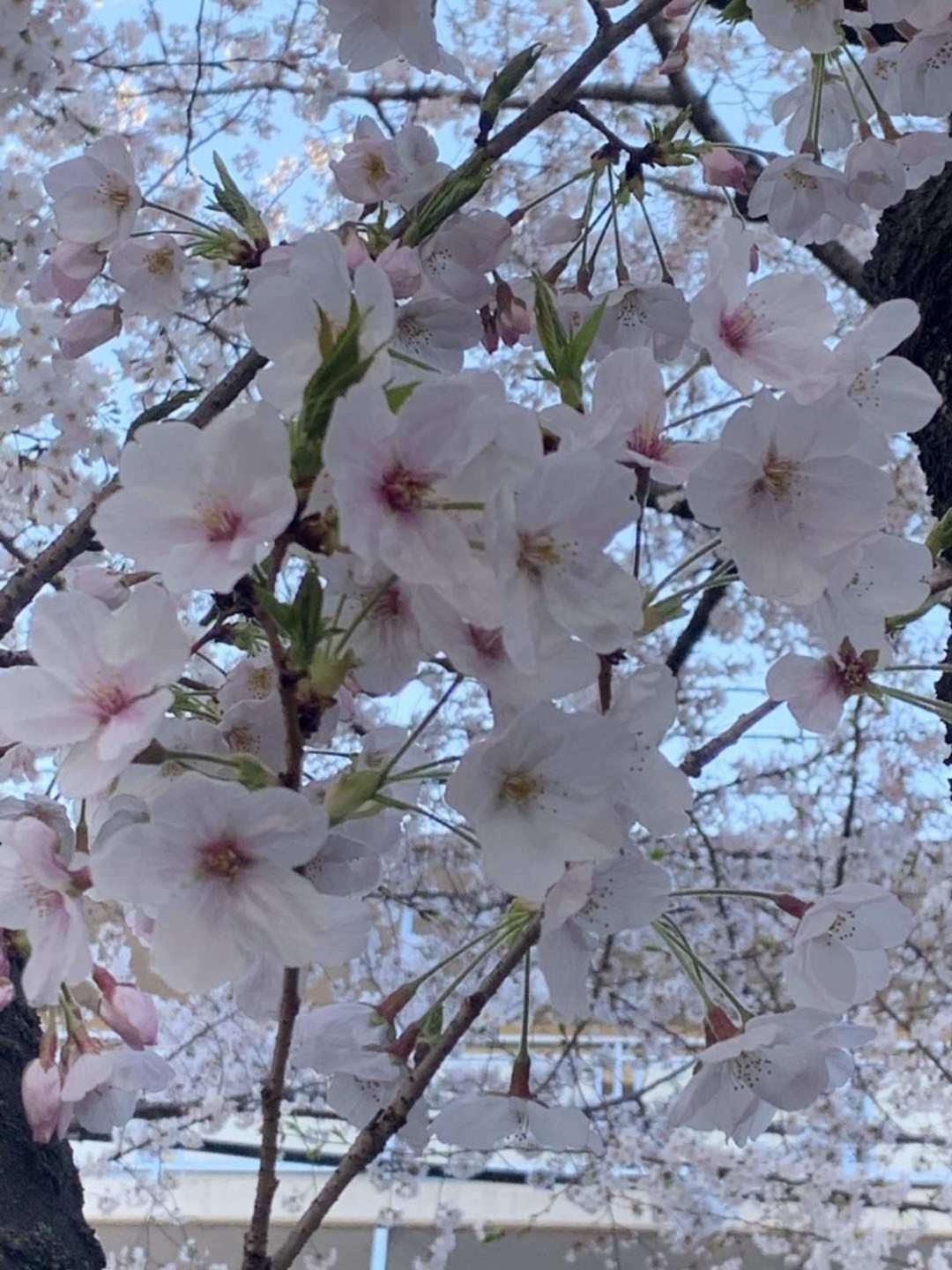 sakura house