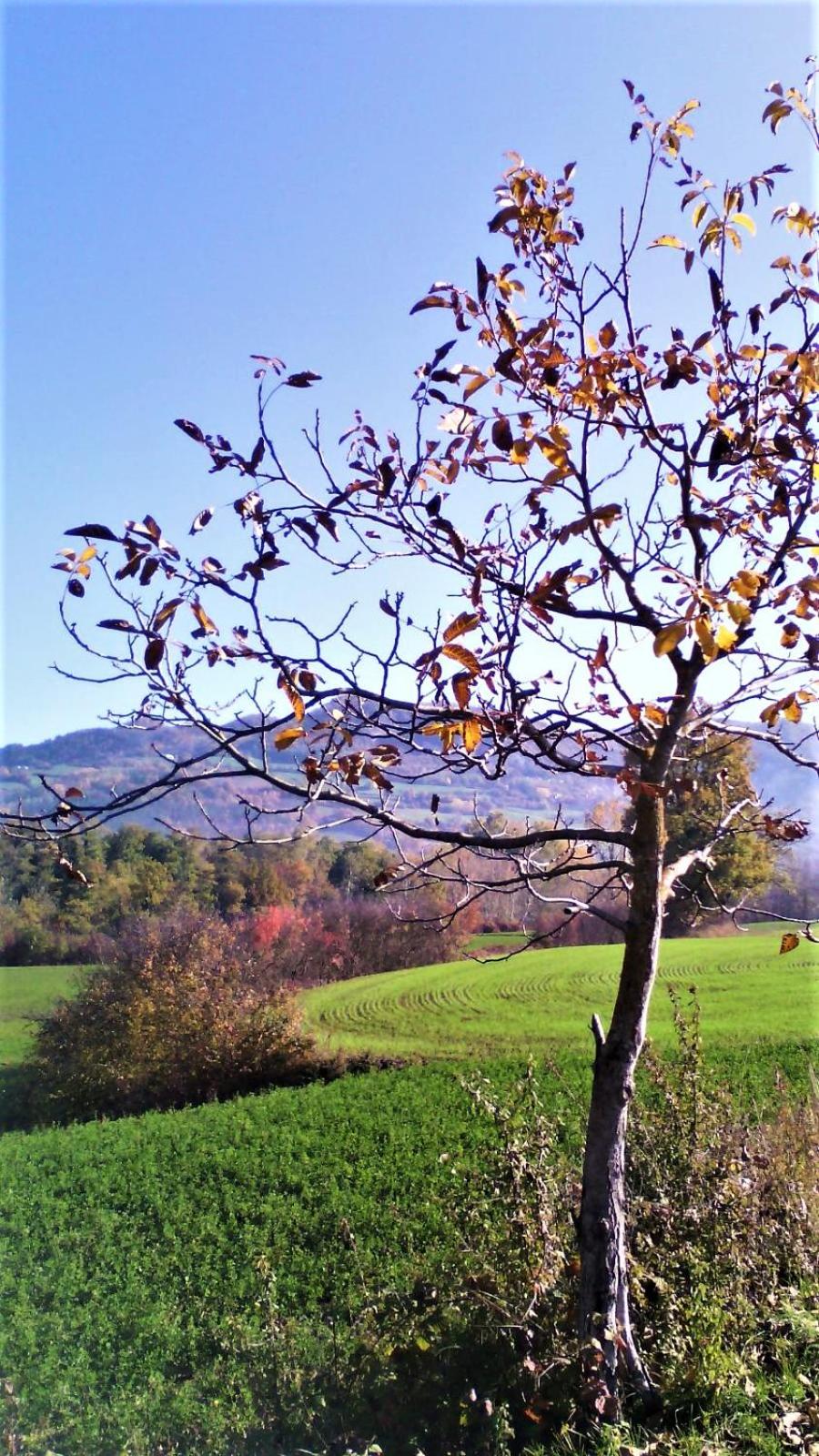 Photo 35
