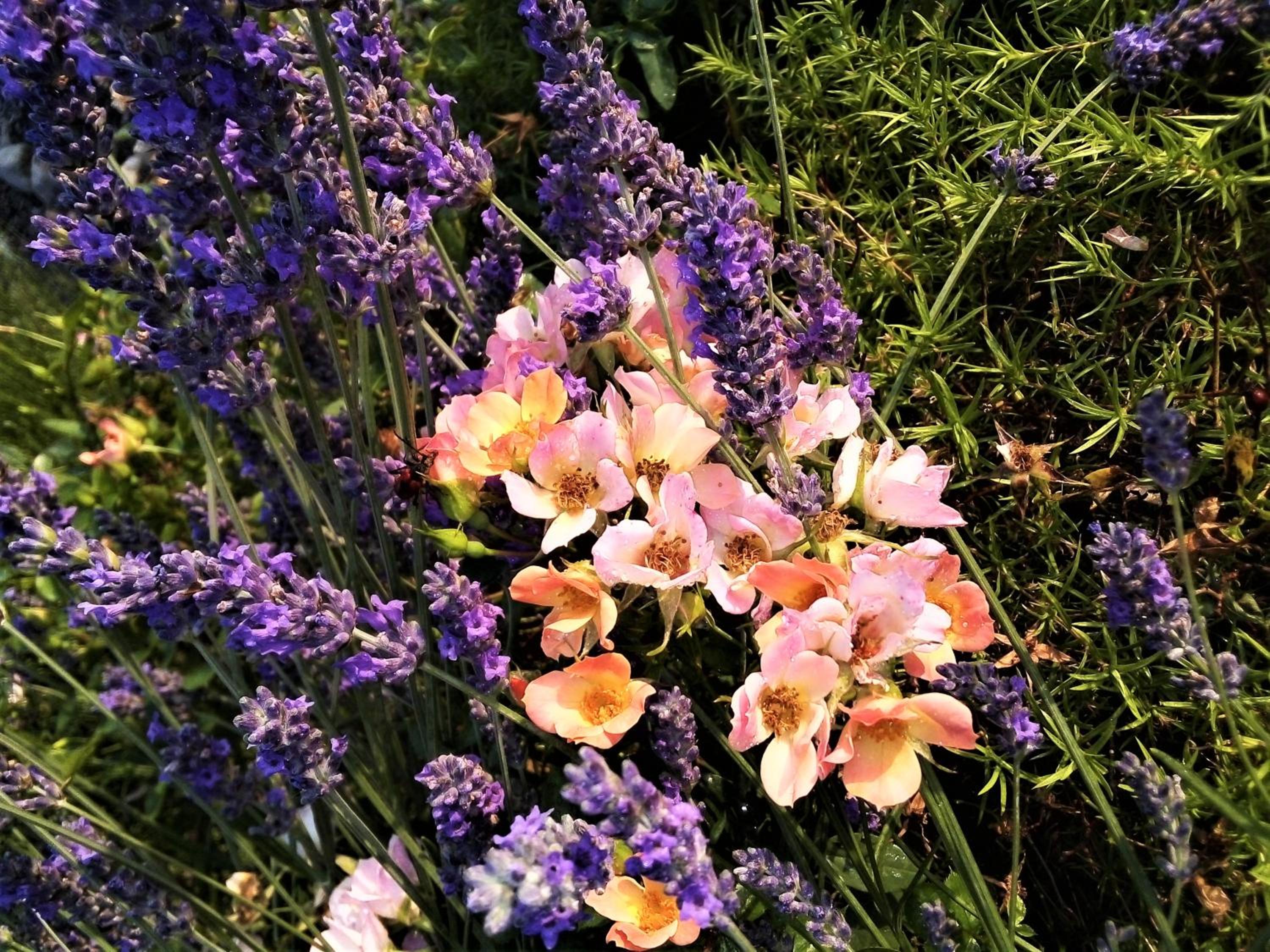 Photo 27