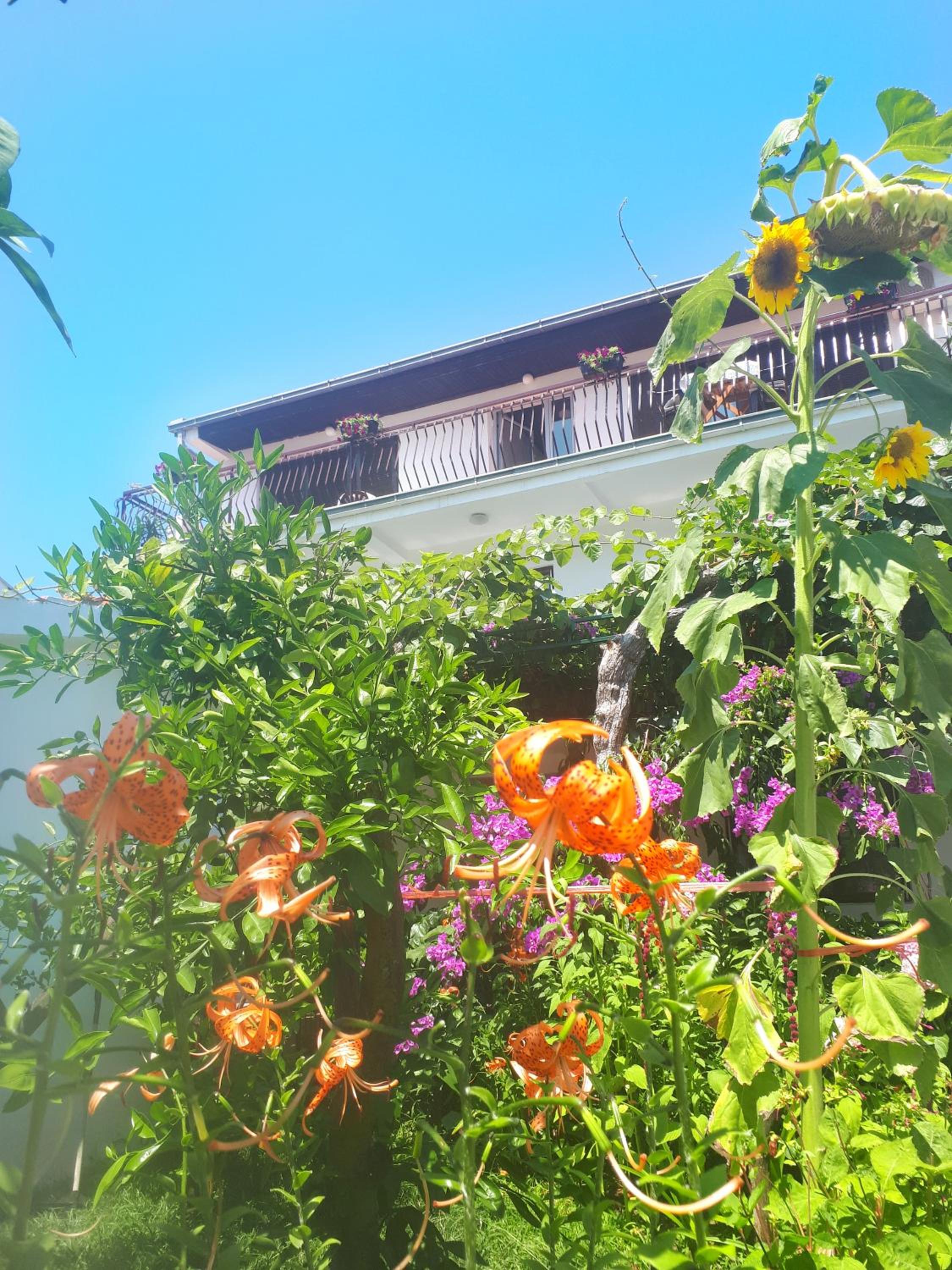 Guesthouse DONA