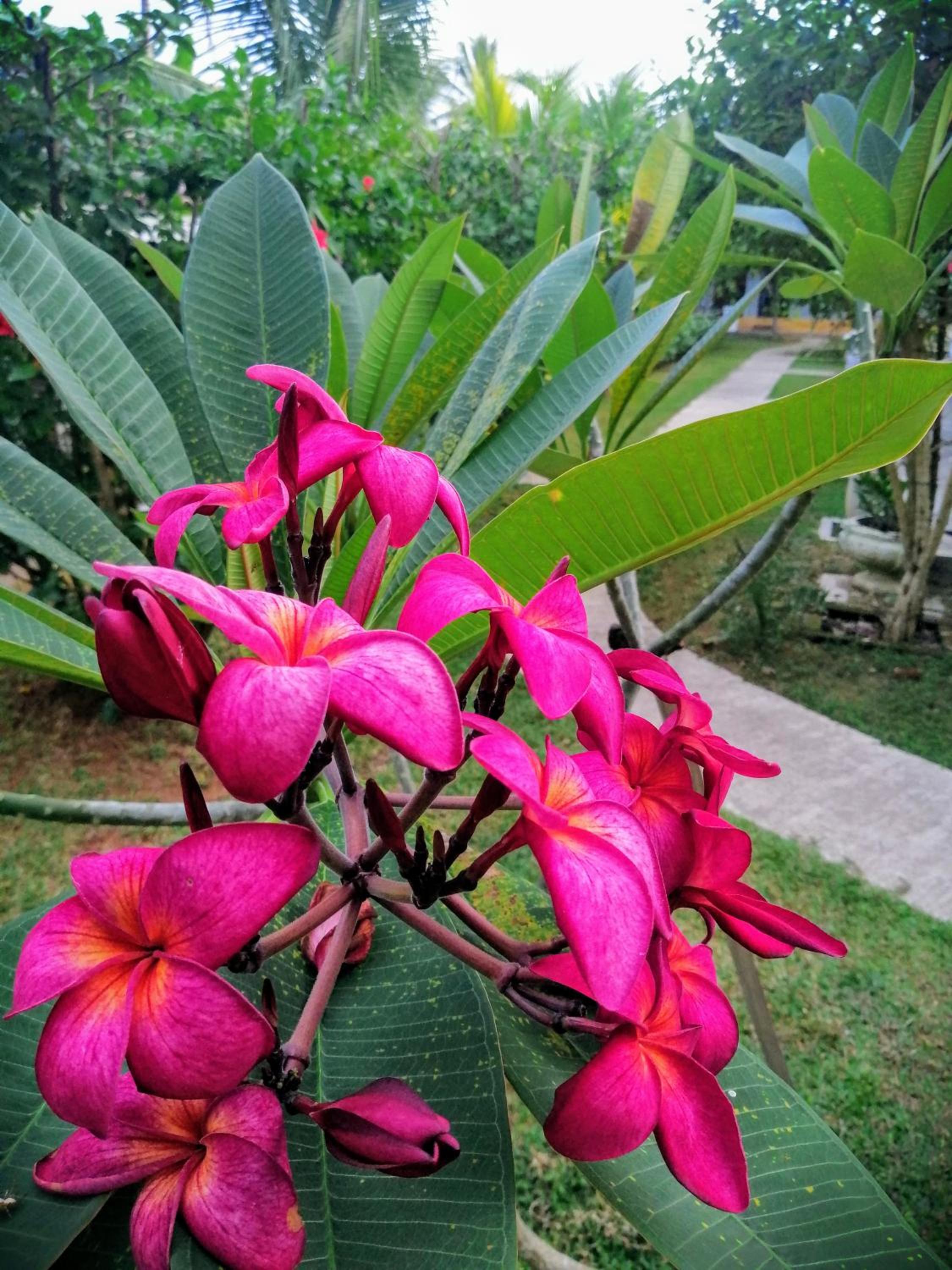 Thambili Cabanas