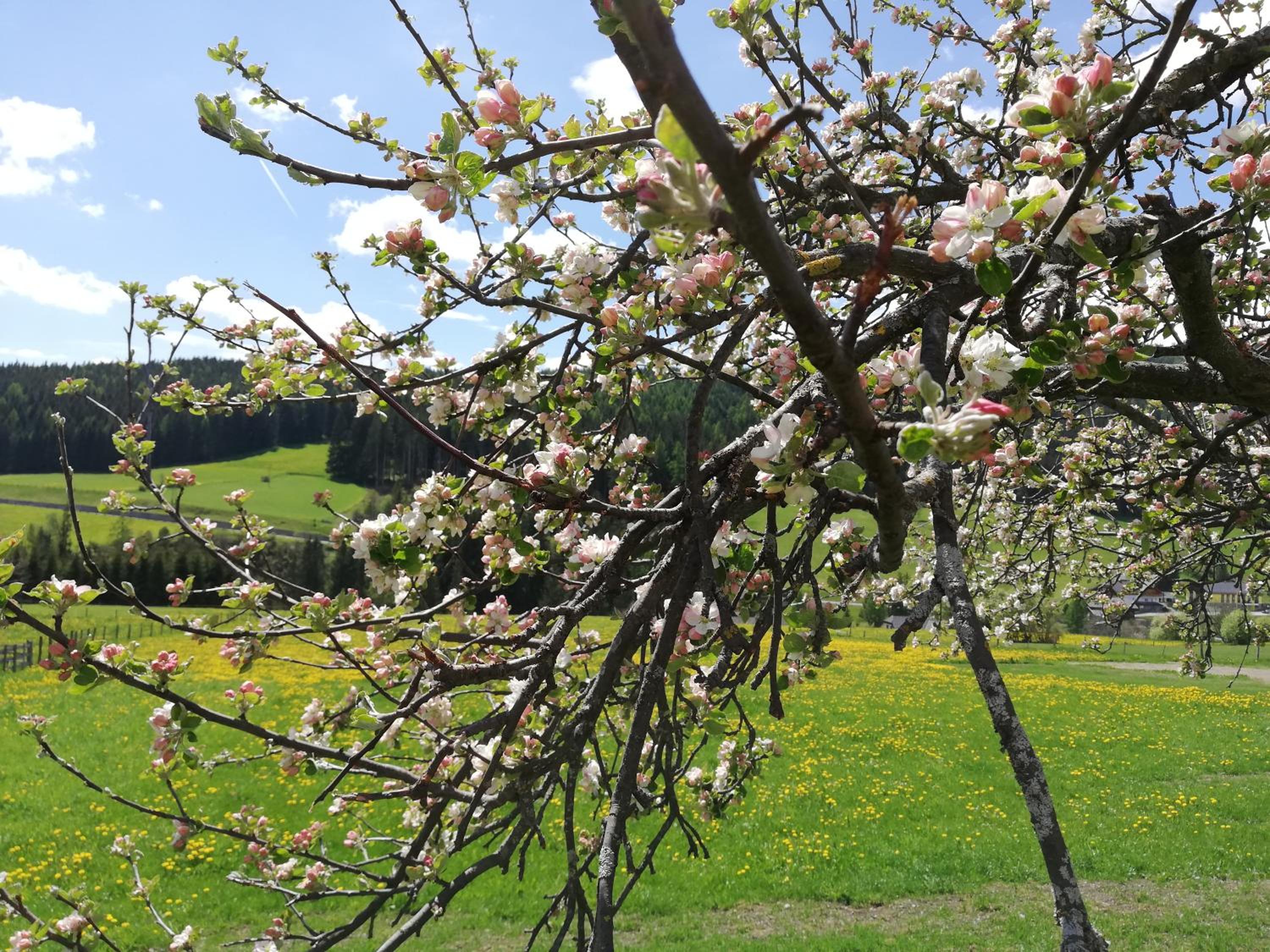Brandstättergut