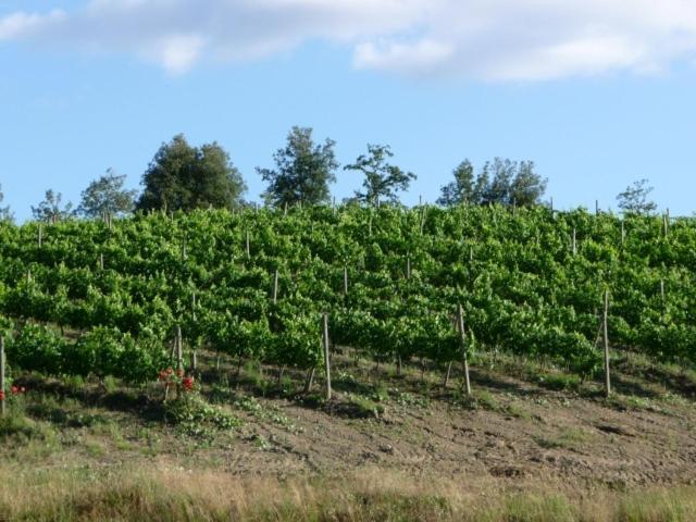 Photo 39