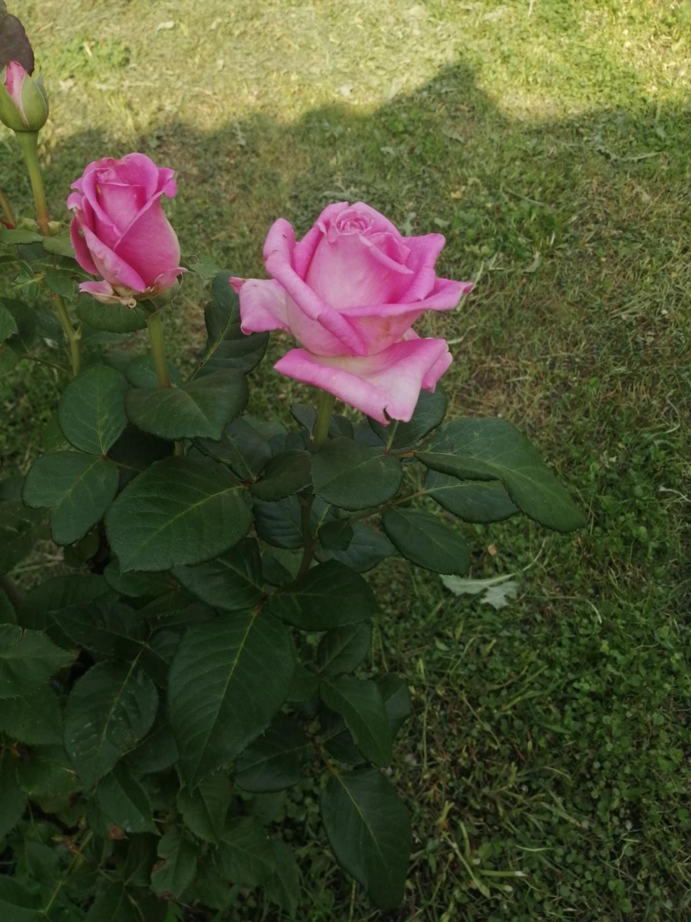 Photo 33