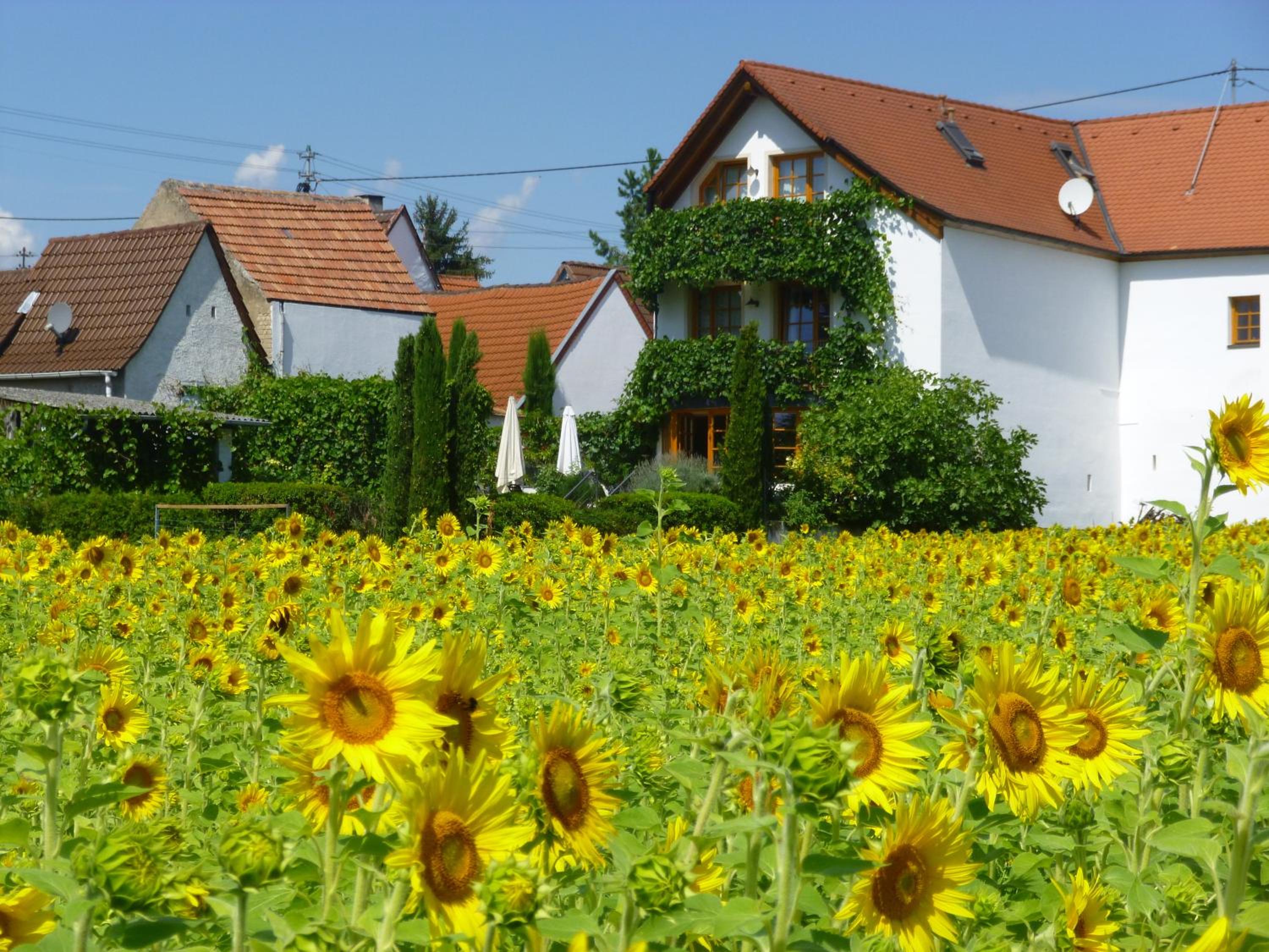 Landhotel Kallstadt, photo 14