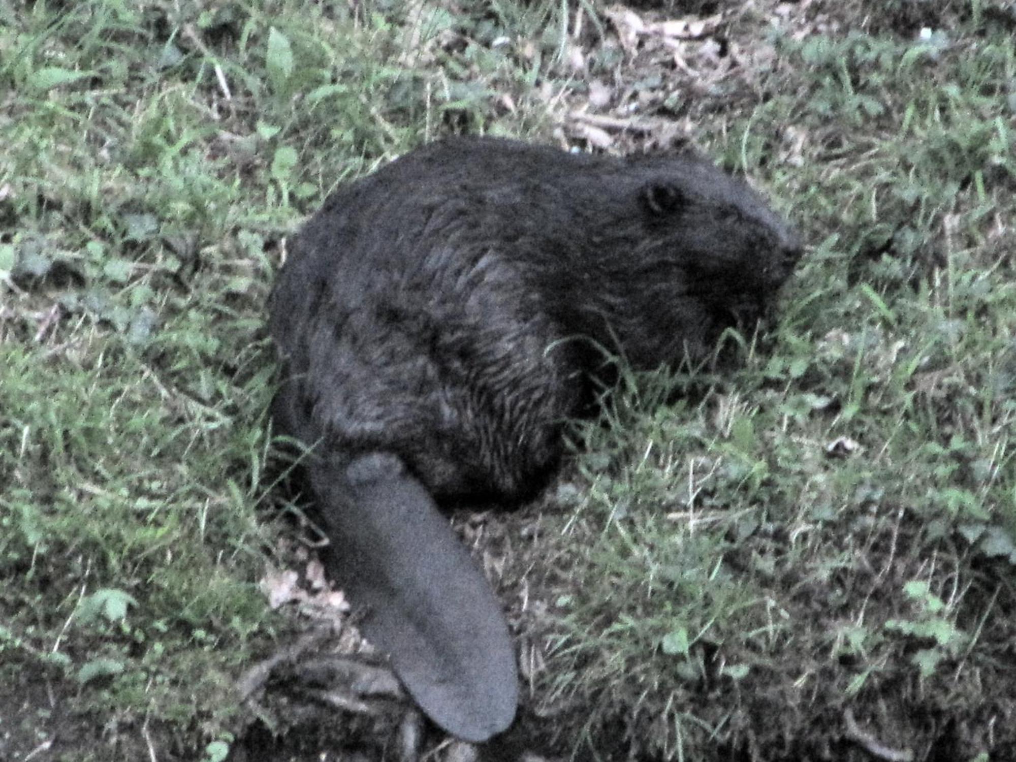 Photo 26