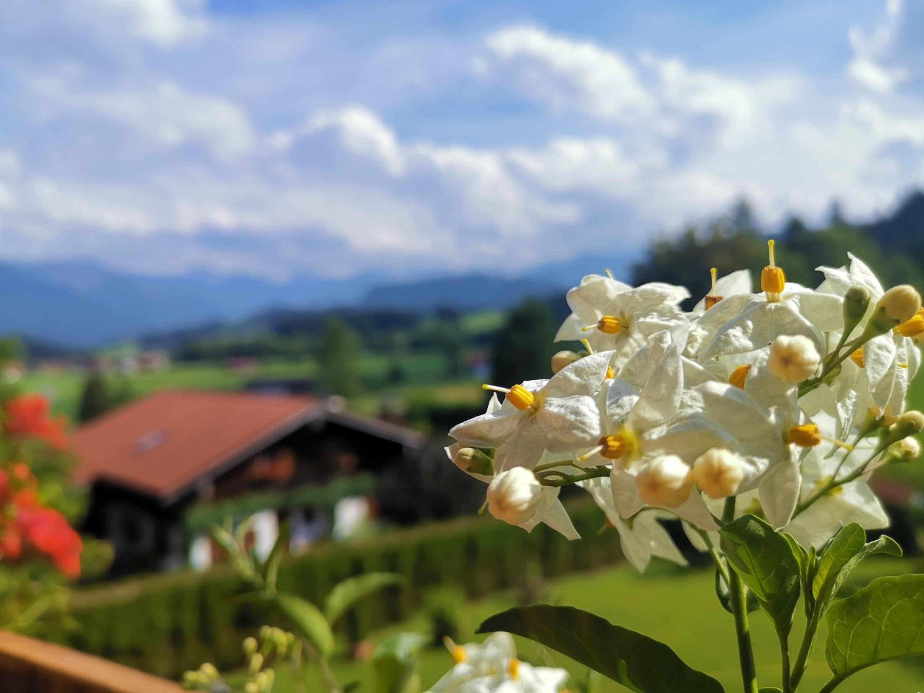 Ferienwohnung Edelweiß