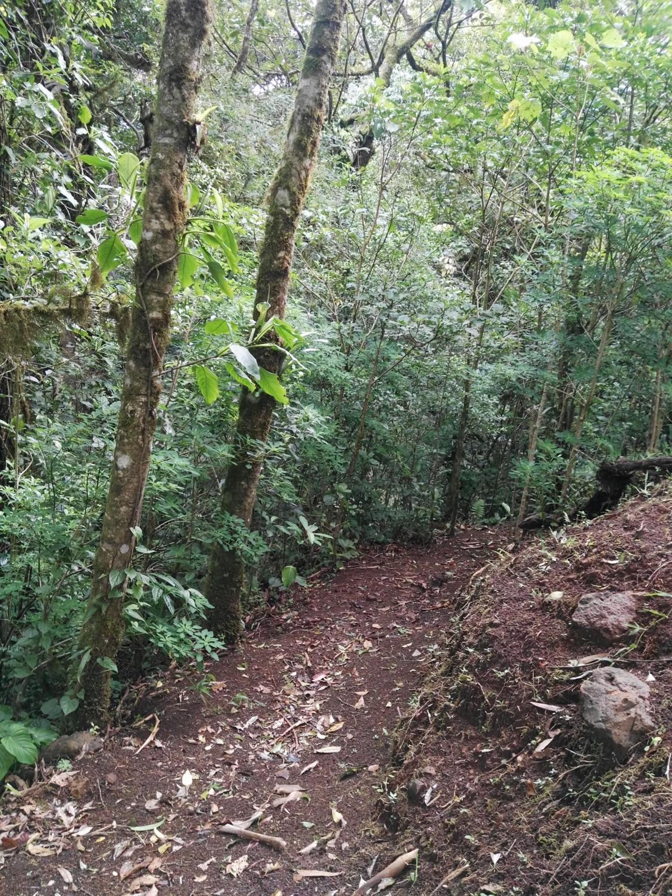 Monteverde Casa Mia, near main attractions and town!