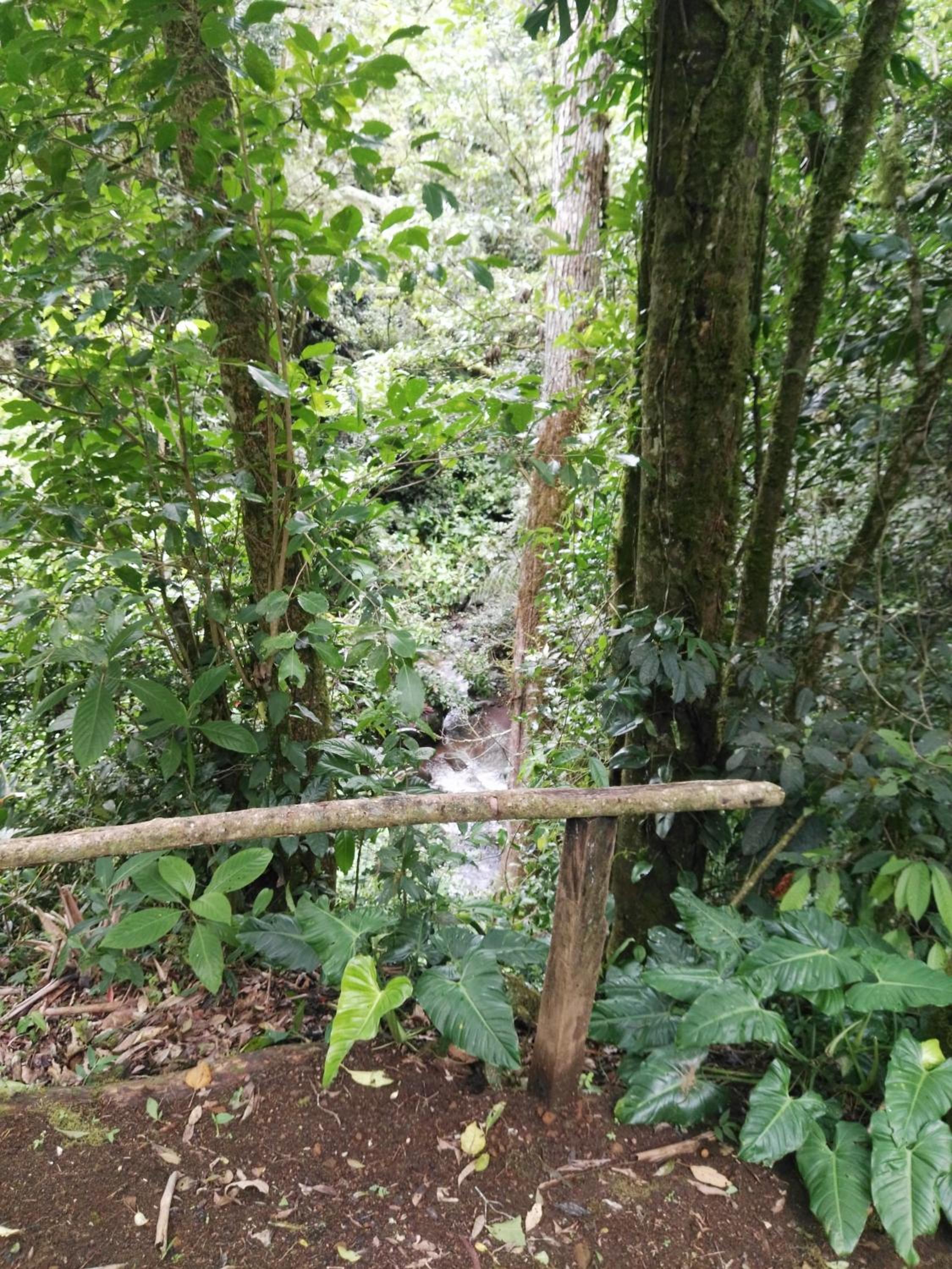 Monteverde Casa Mia, near main attractions and town!