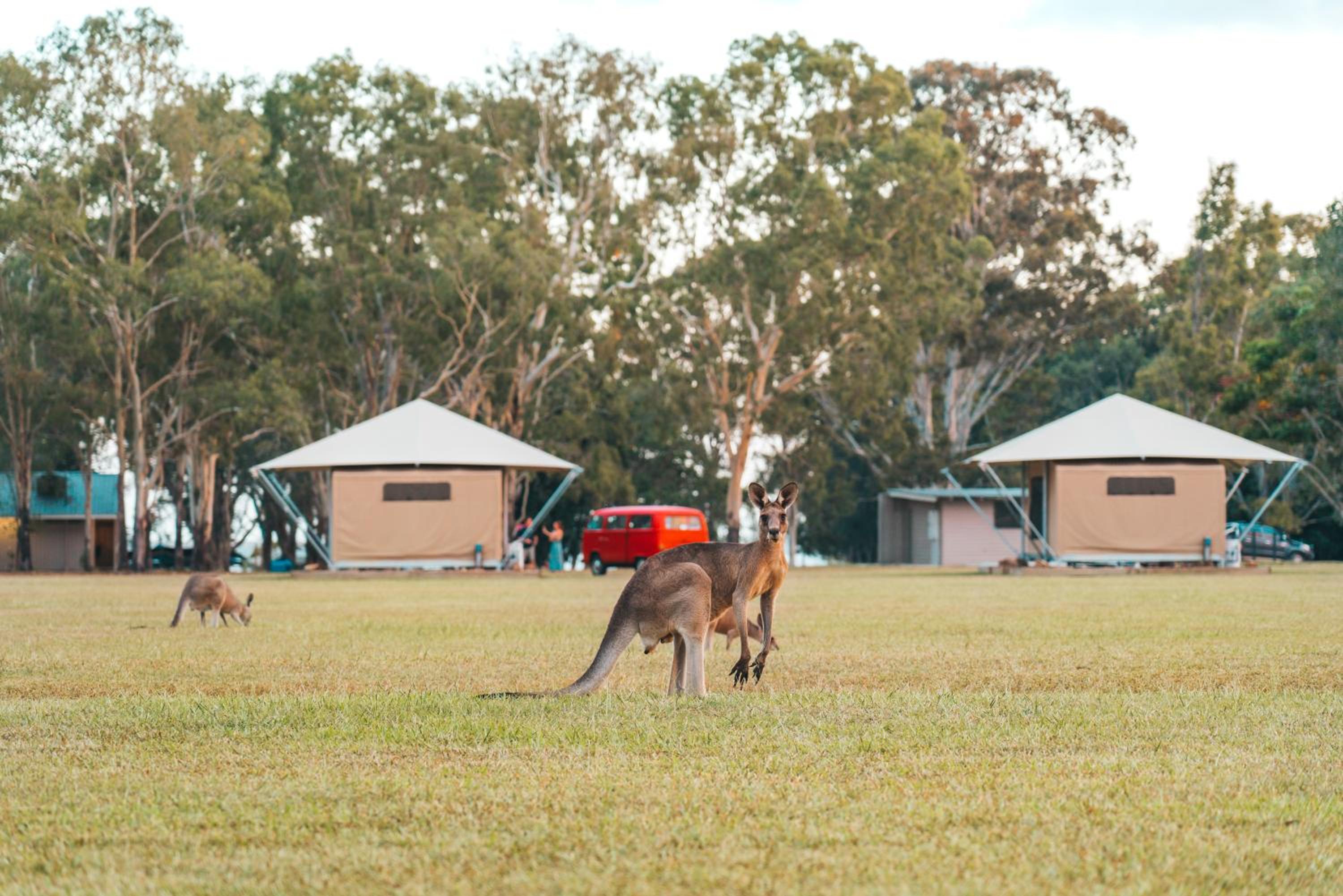 Habitat Noosa