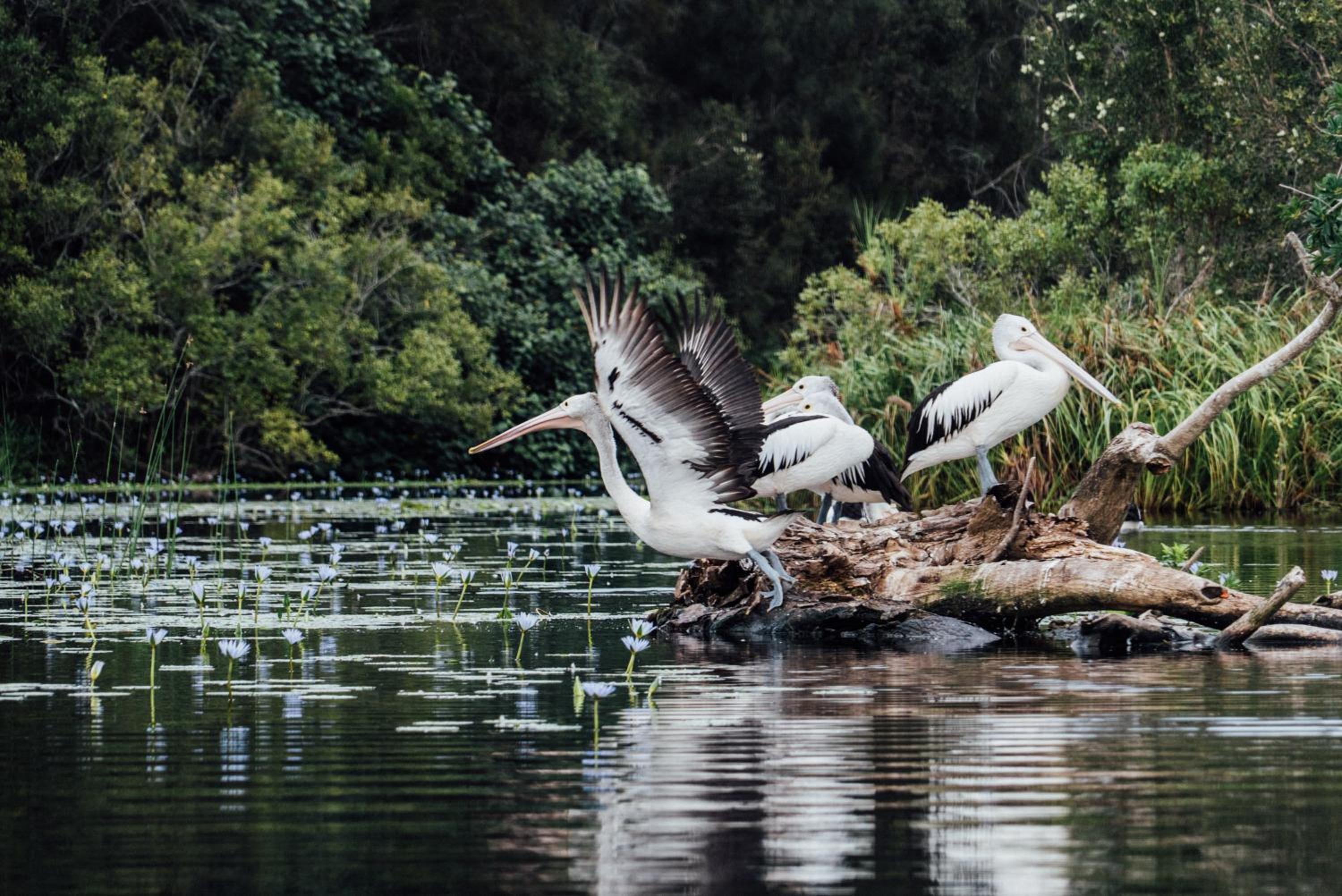 Habitat Noosa
