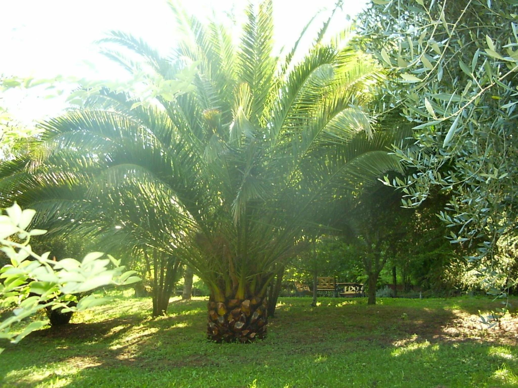 La Vecchia Quercia