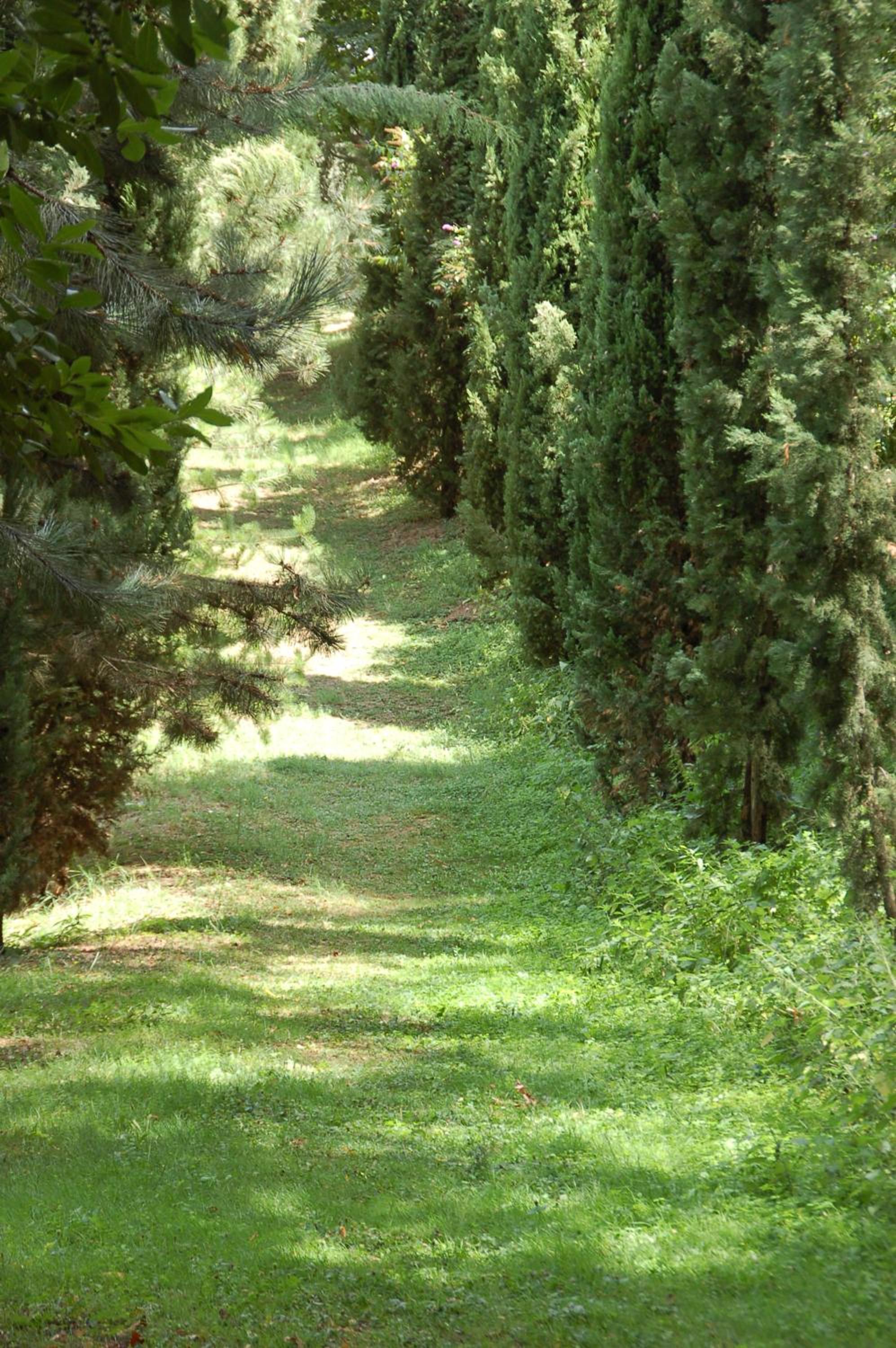 La Vecchia Quercia