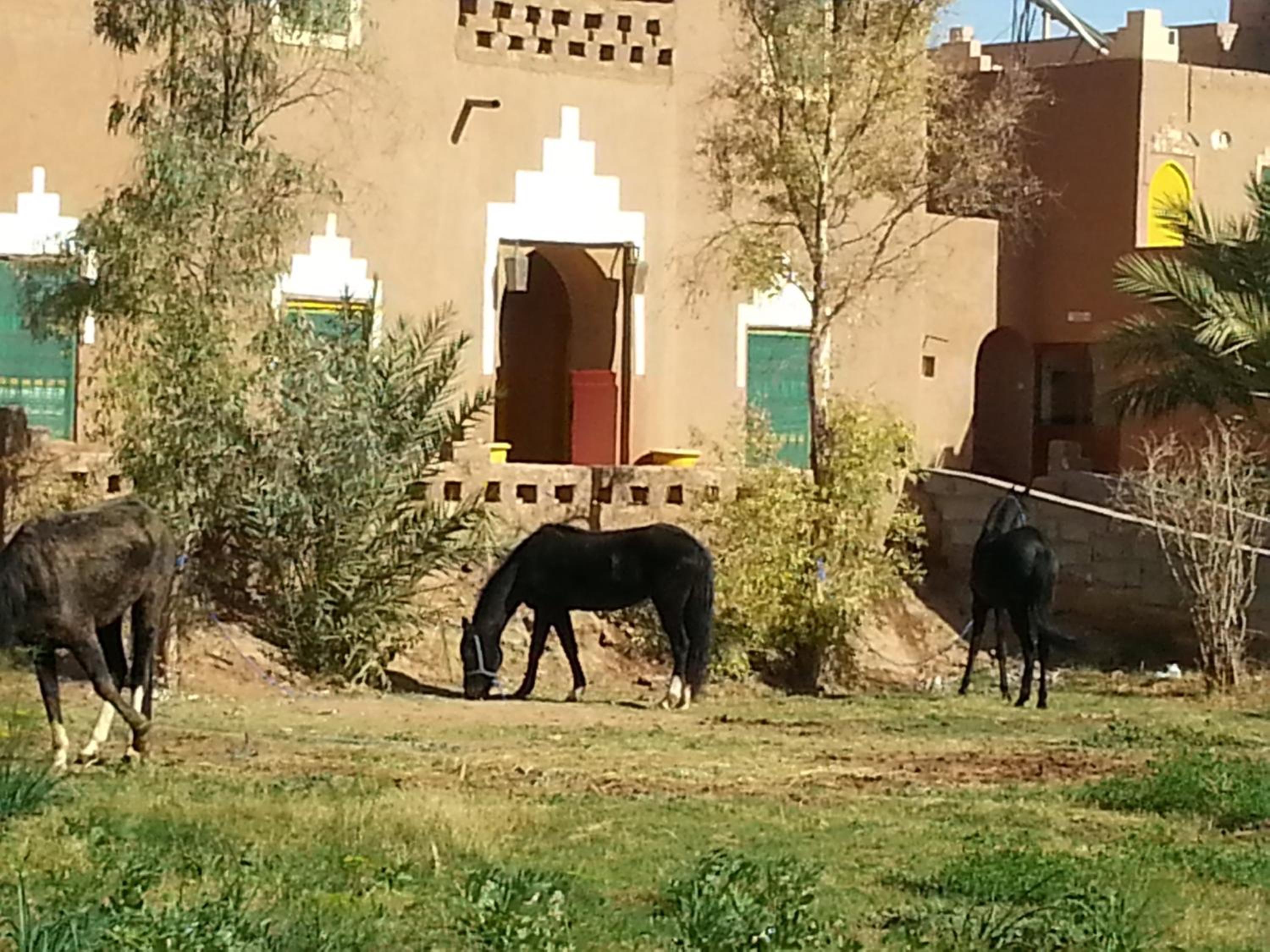Auberge jnane dar diafa se trouve au centre de tamegrouteface de la bibiotheque view 3