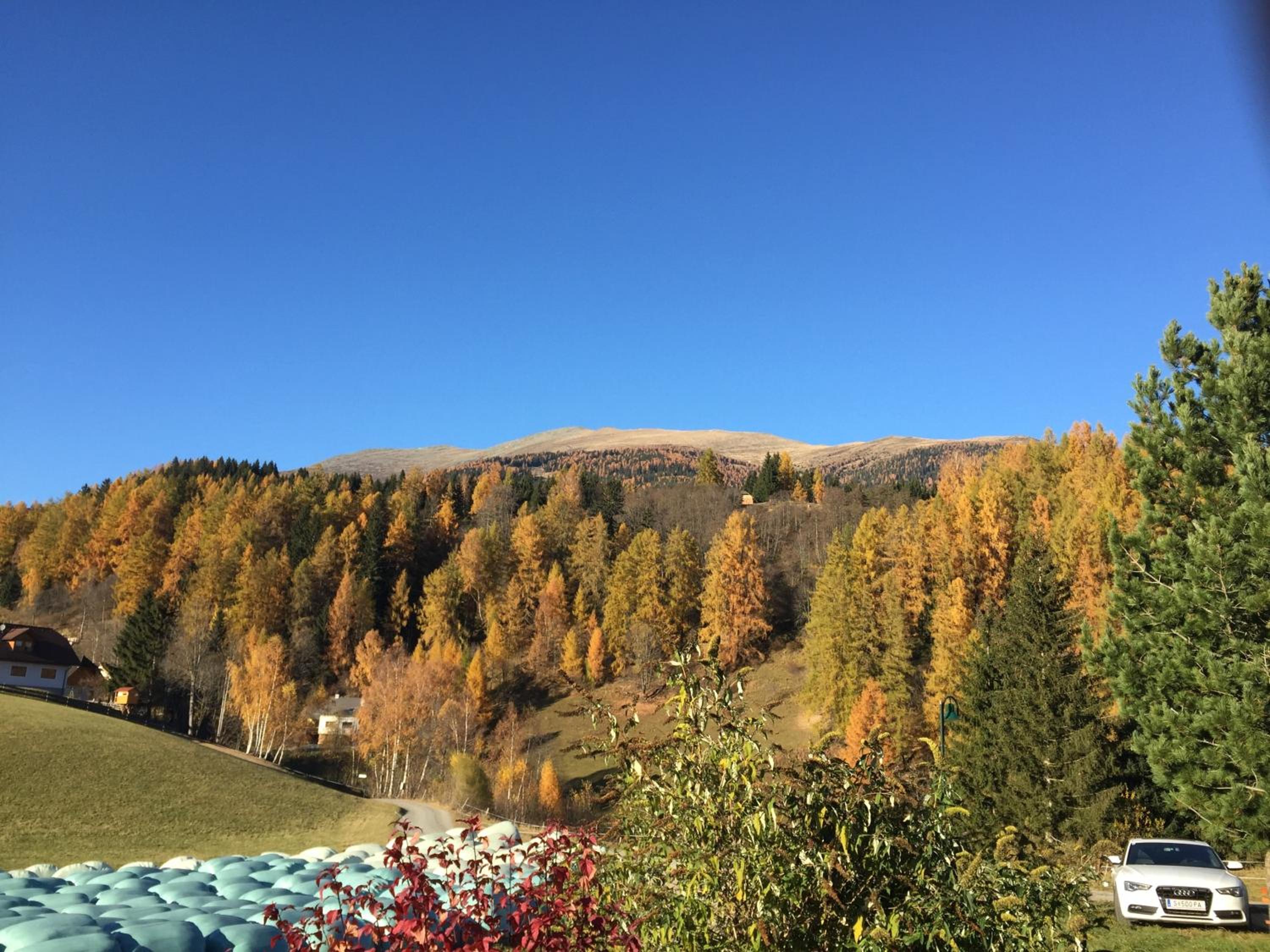 Feielhof