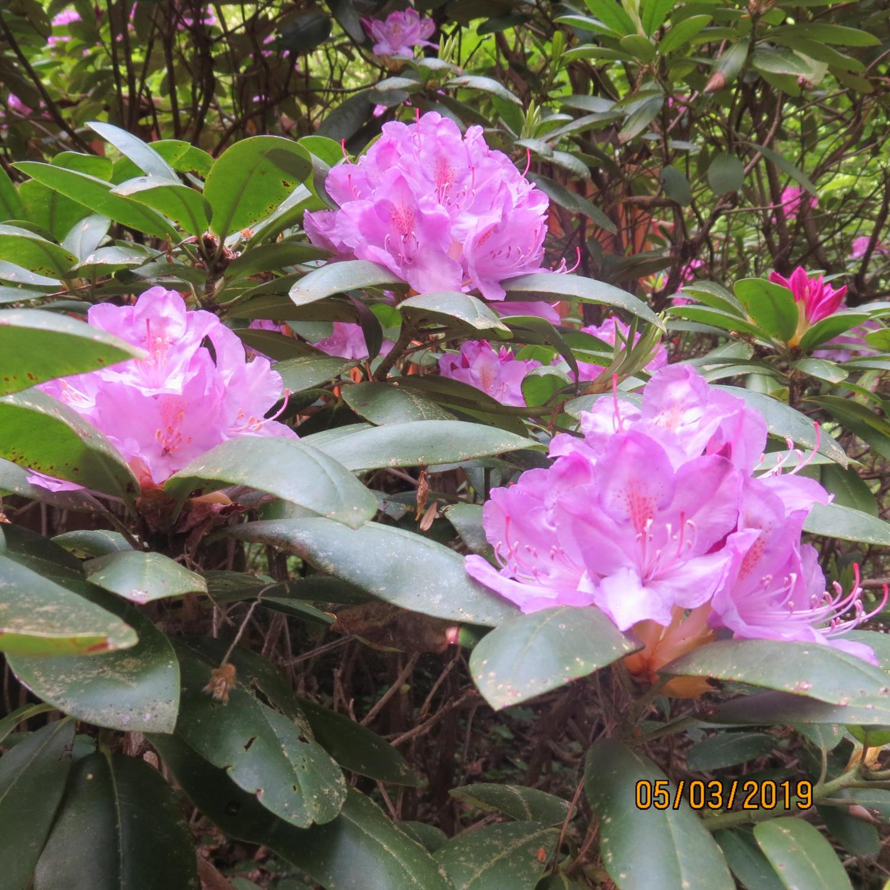 Photo 56
