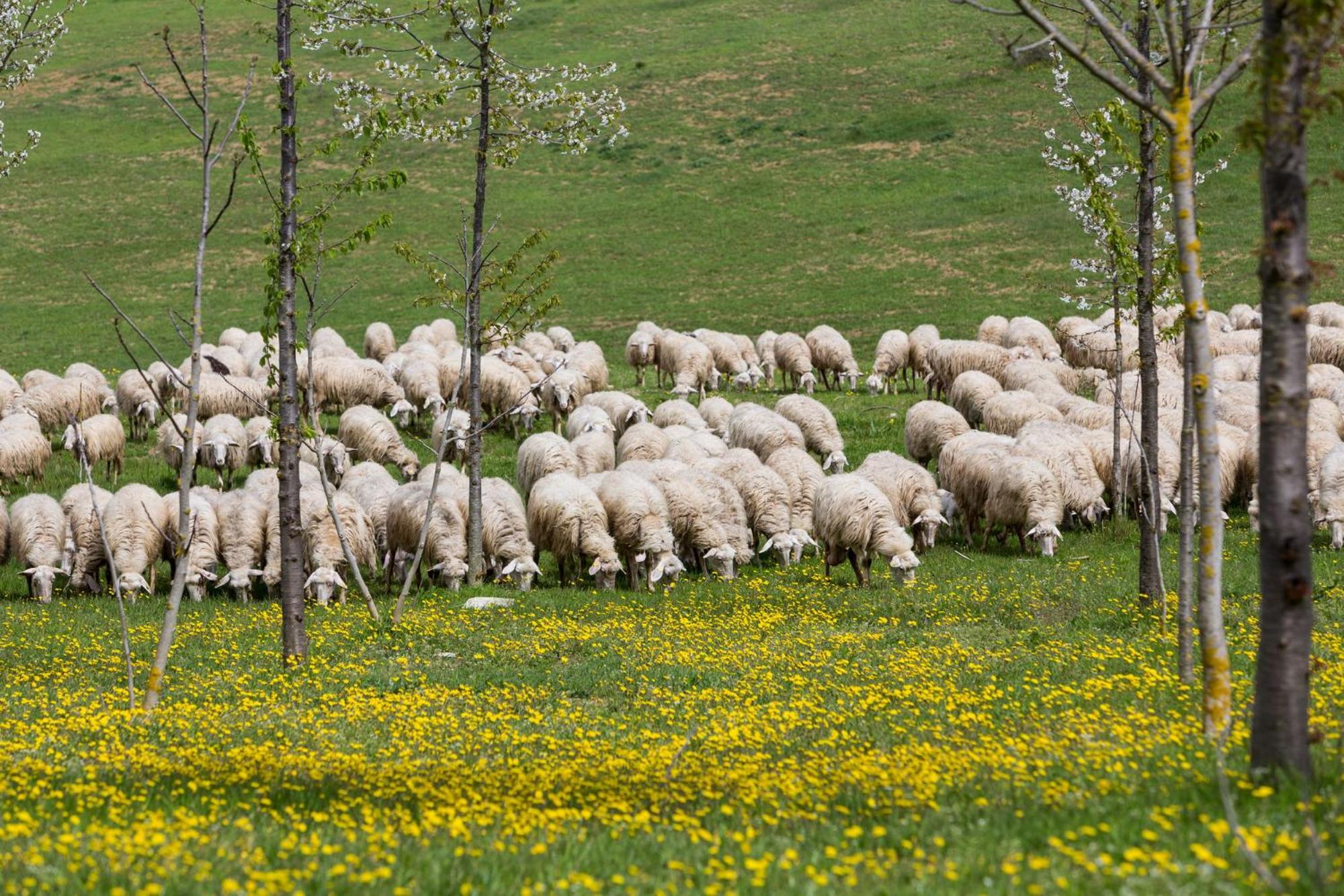 Fattoria del Nonno Berto