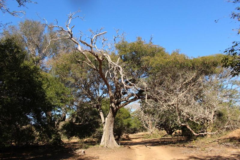 Lazuli Bush Lodge, Hluhluwe view 2