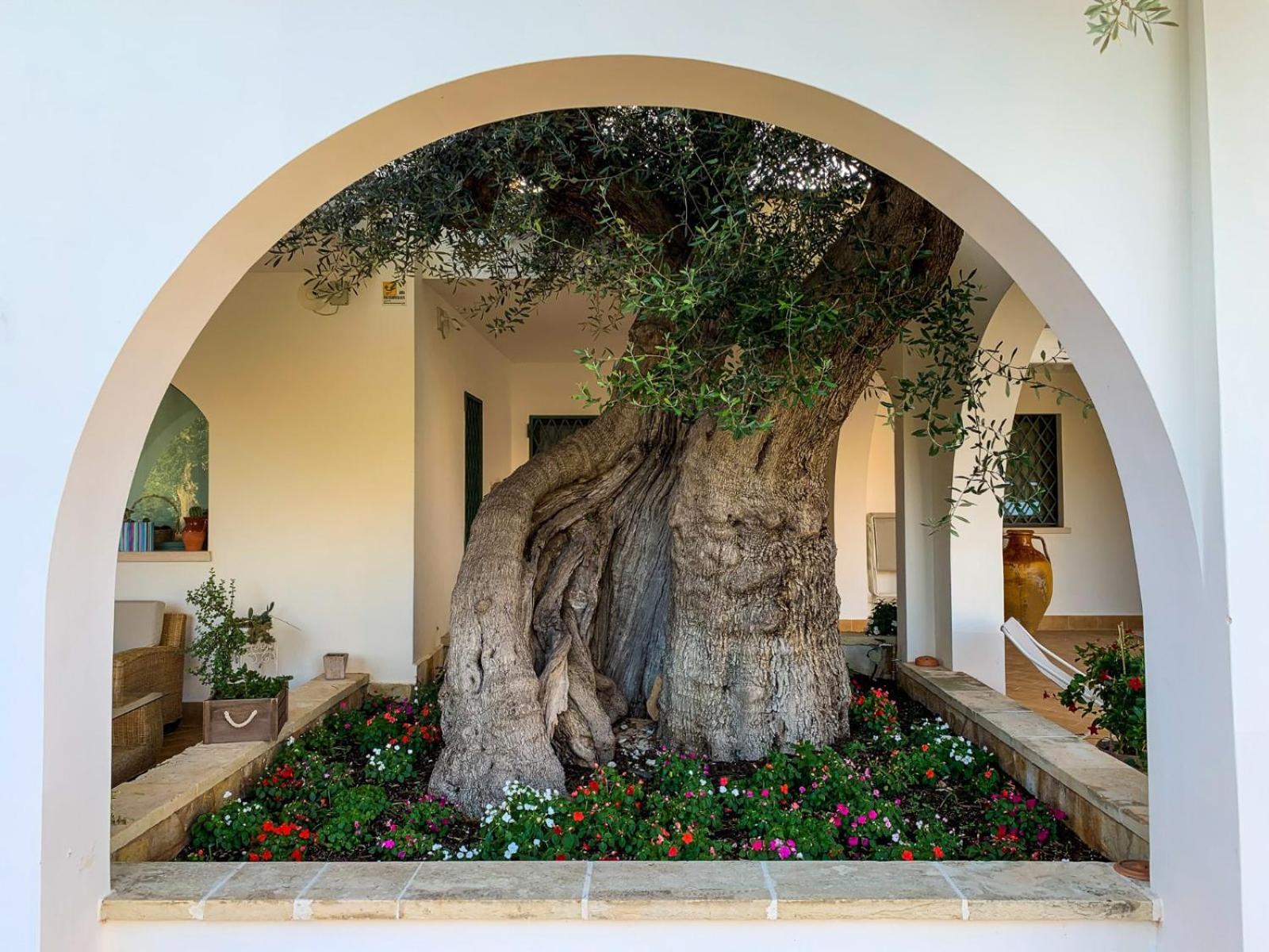 L'Ulivo Bed and Breakfast view 5