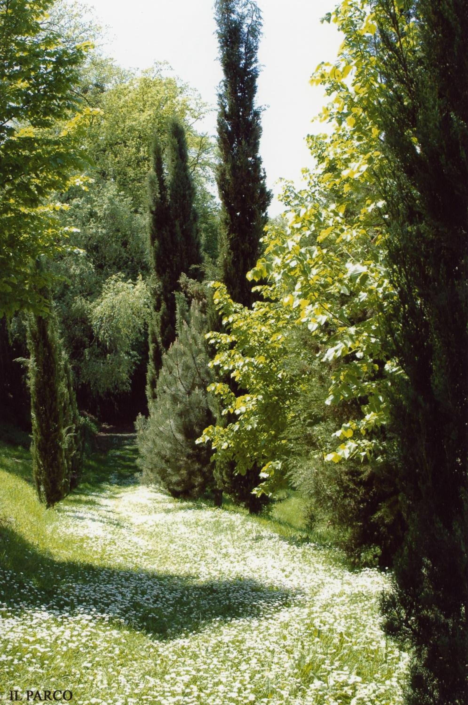 La Vecchia Quercia