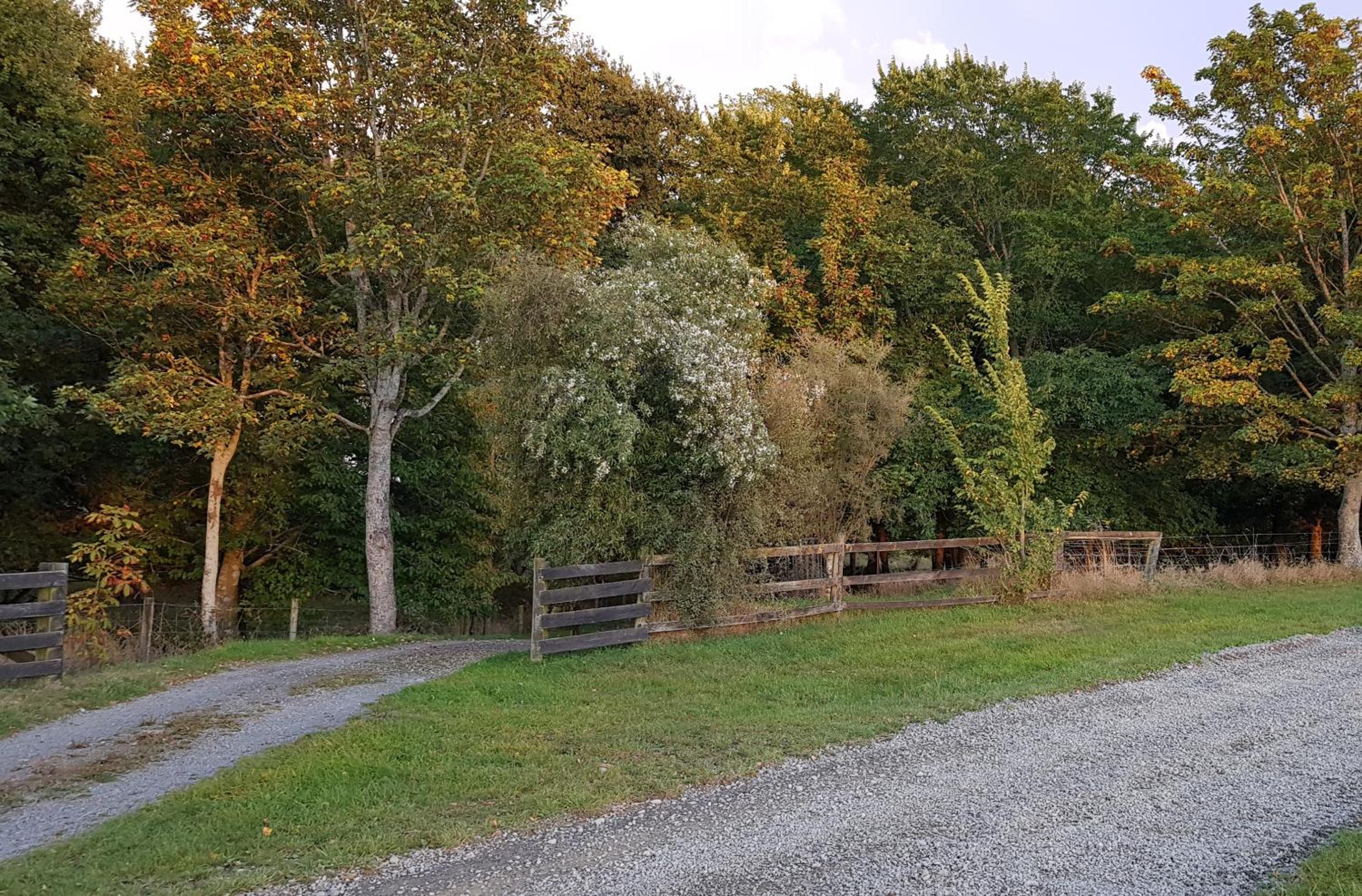Hazel Tree Homestay view 3