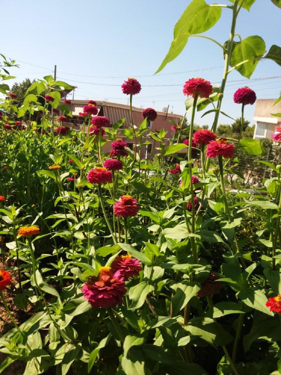Flower Vila