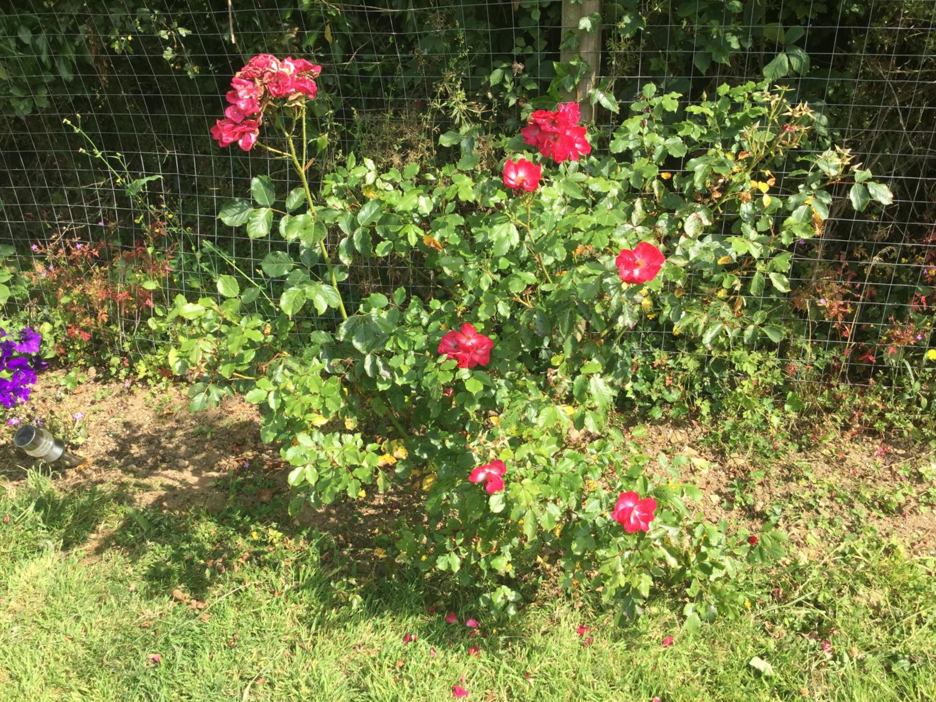 Photo 42