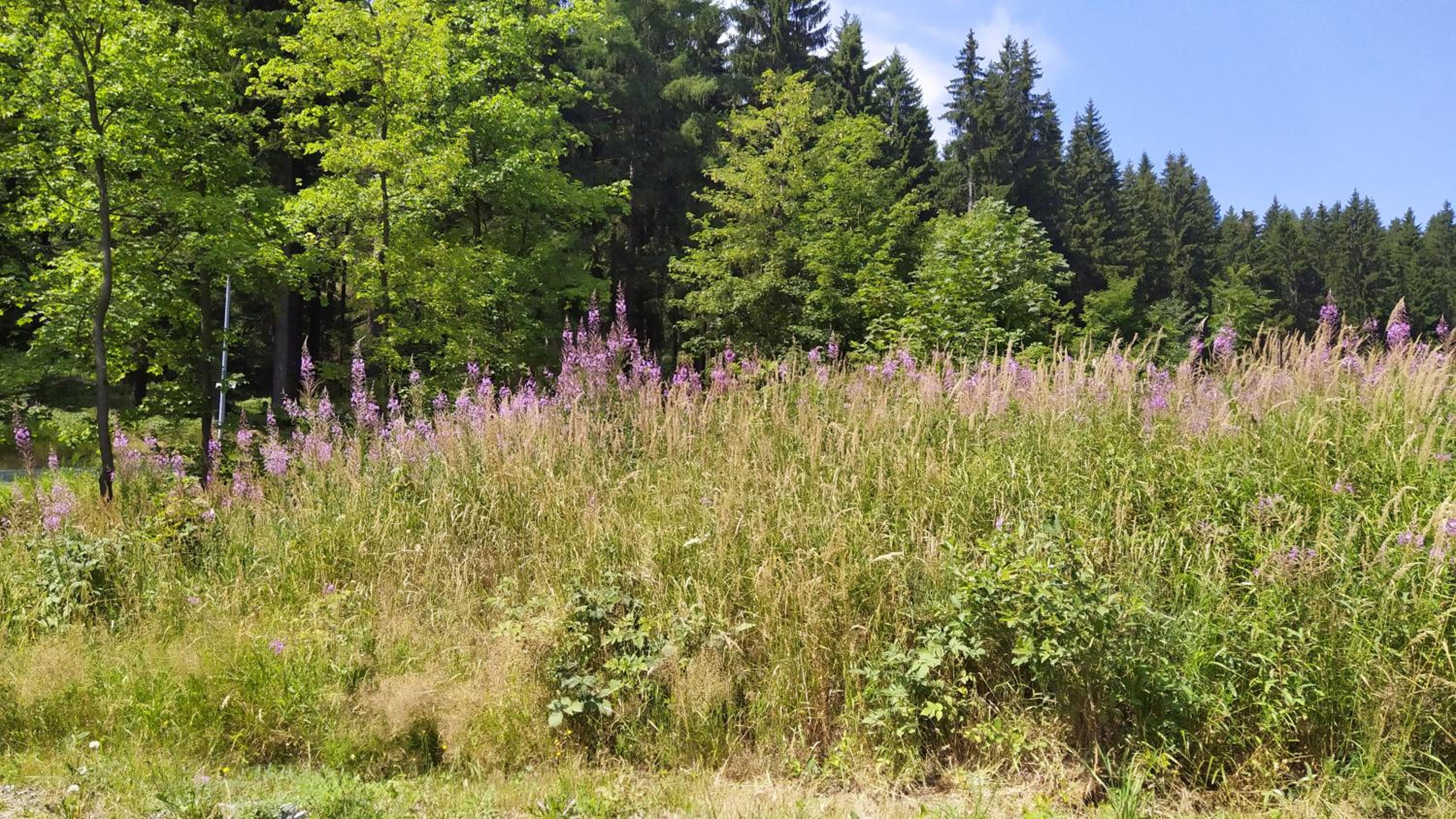 Greizer Kammhütte Gaststätte & Pension