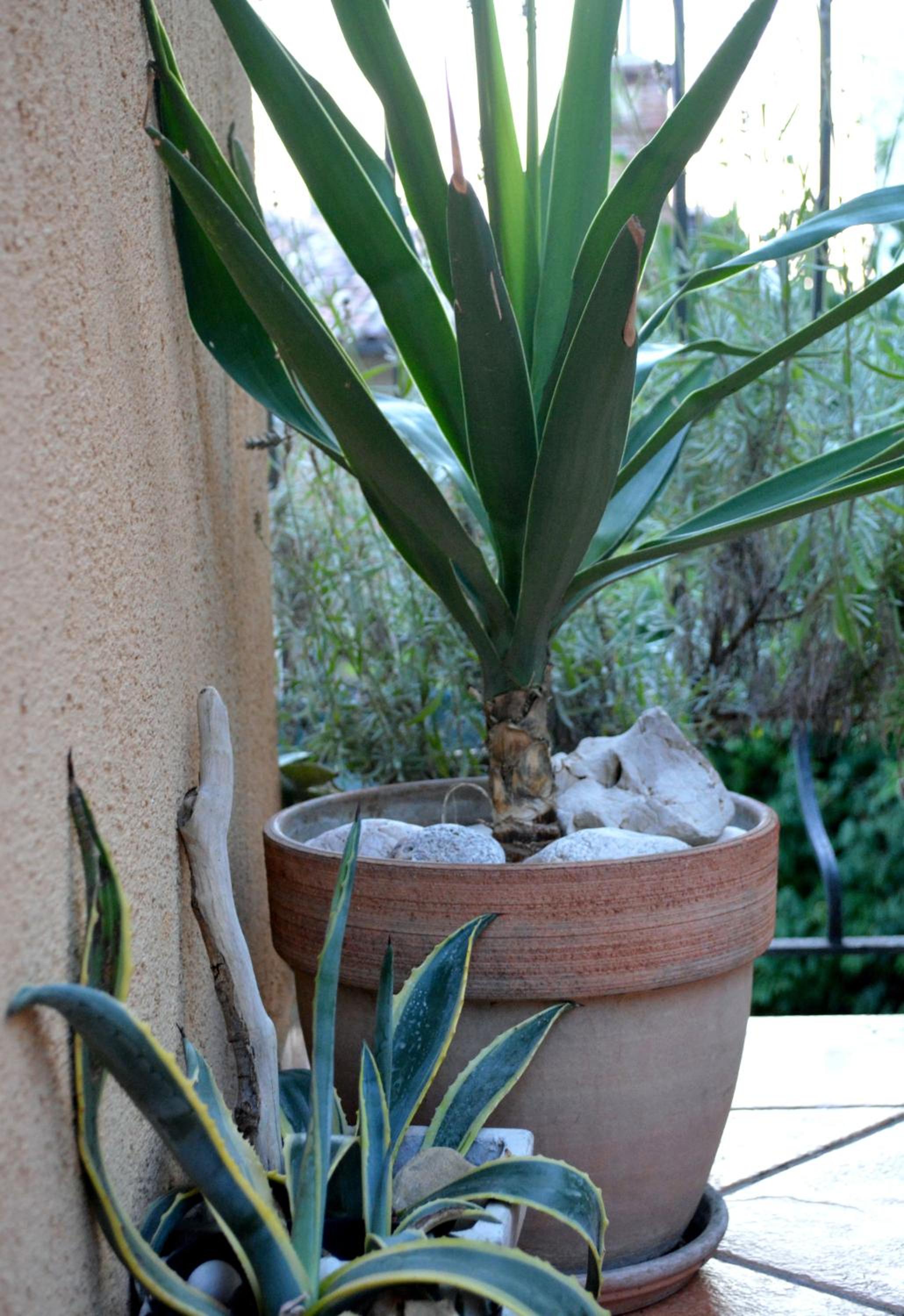 Hotel Casa del Padre - Annabelle - Image 1