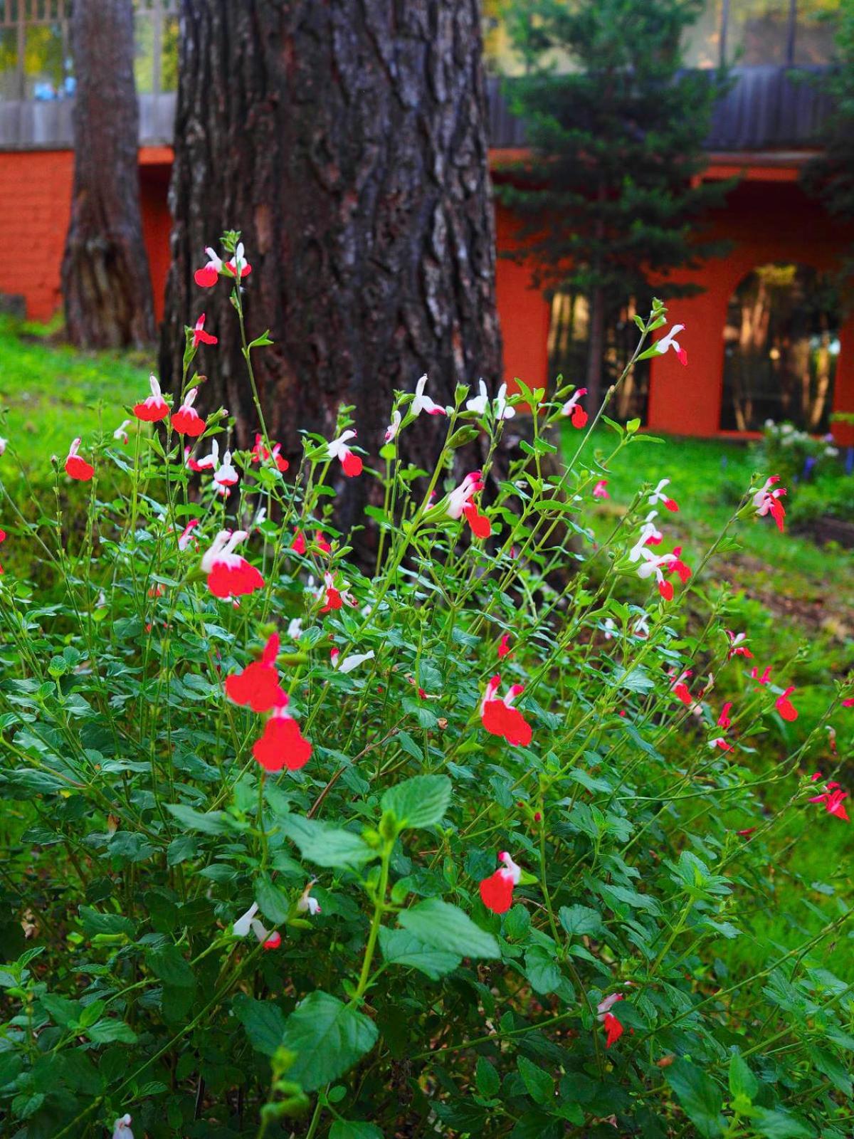Hospedium Hostal Almanzor