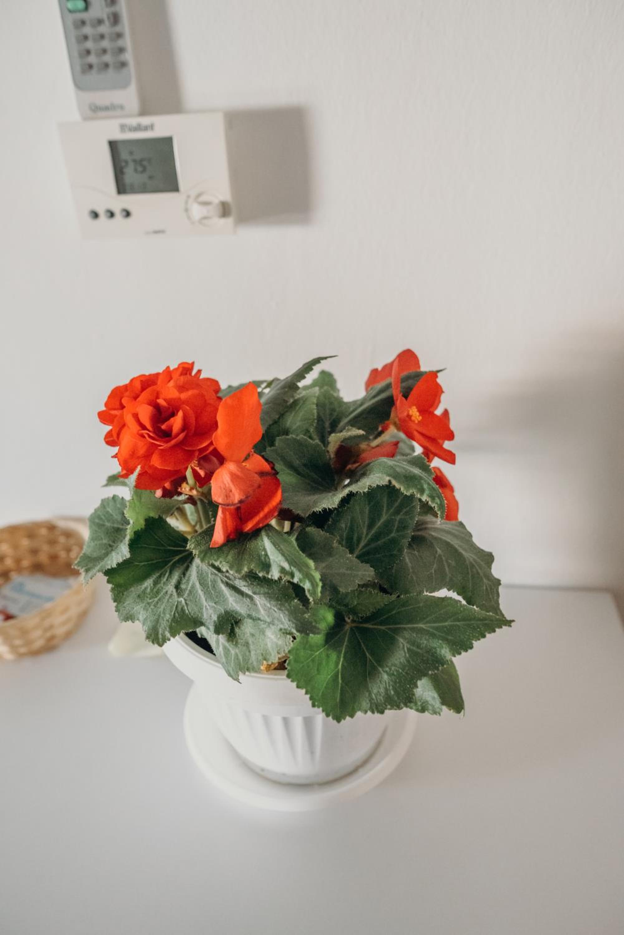 Apartman "JOKA", photo 56