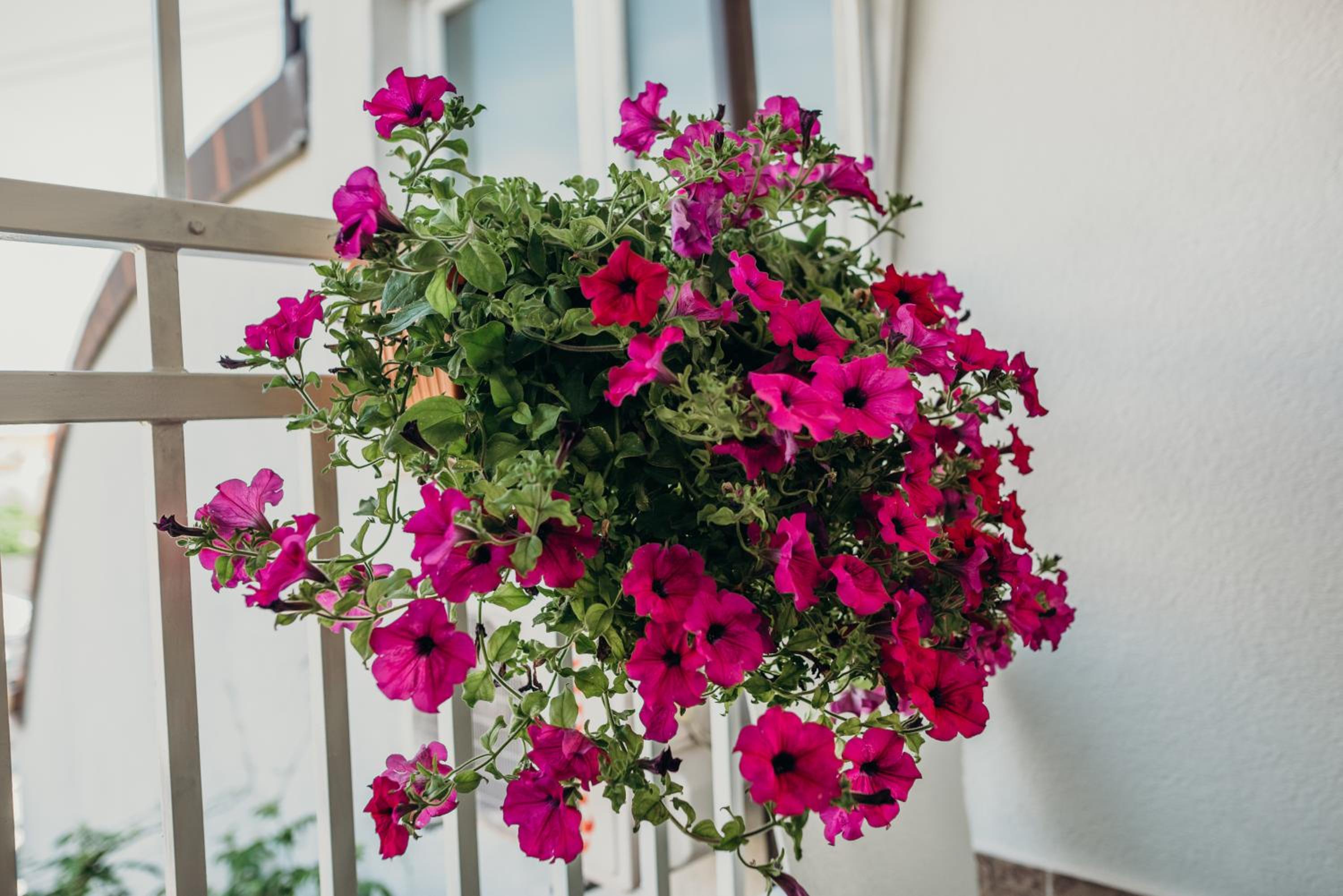Apartman "JOKA", photo 9