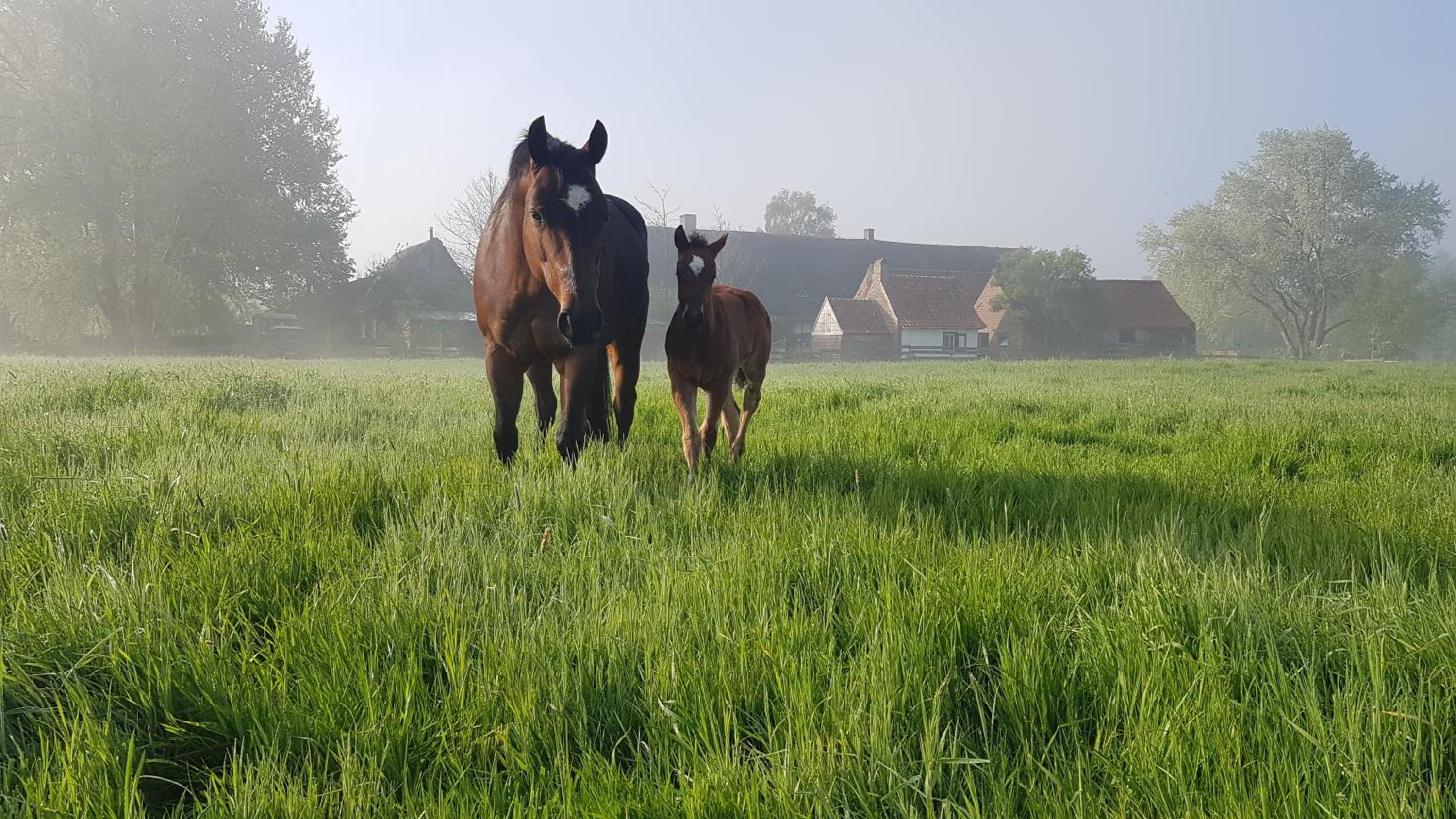 Ter Winterbeke op een steenworp van Poperinge