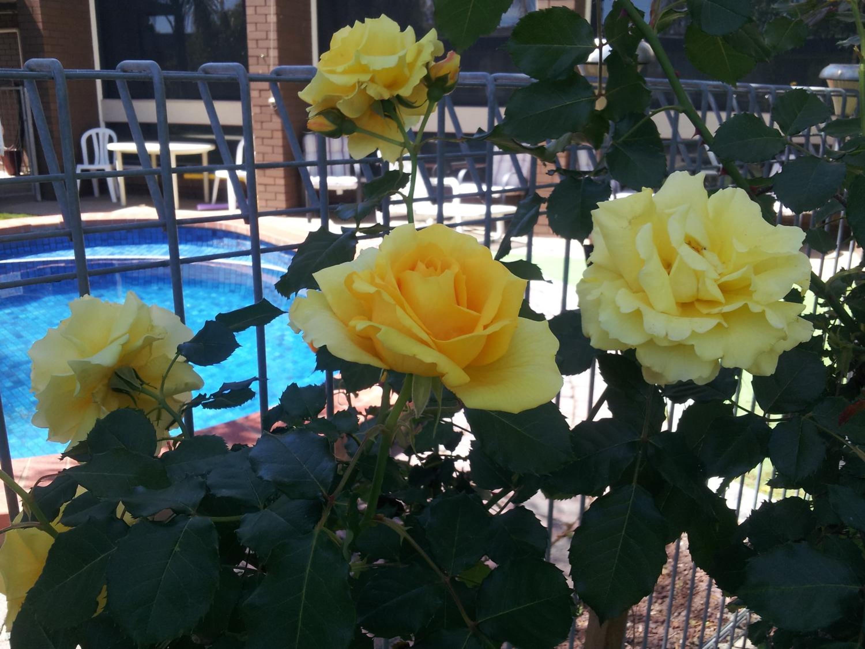 Warrina Inn Wodonga CBD