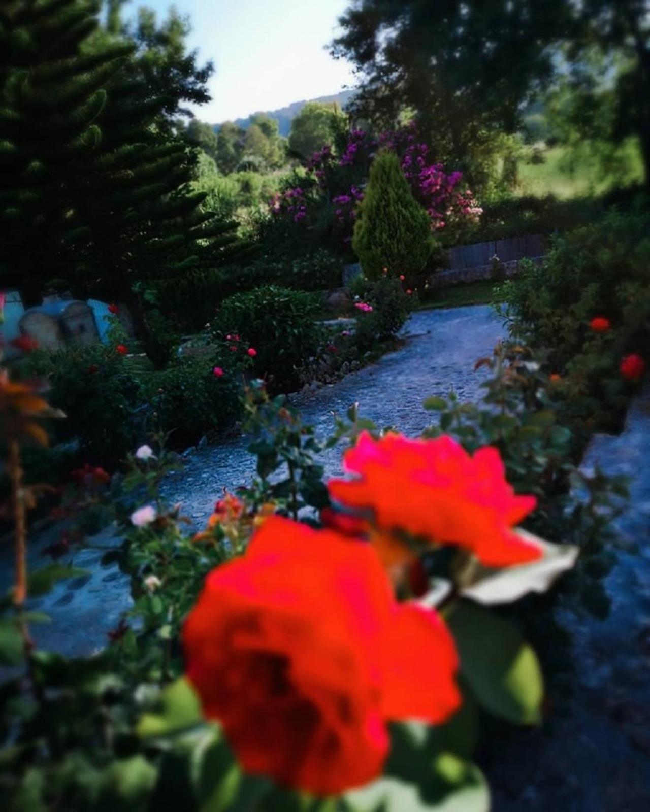Photo 45