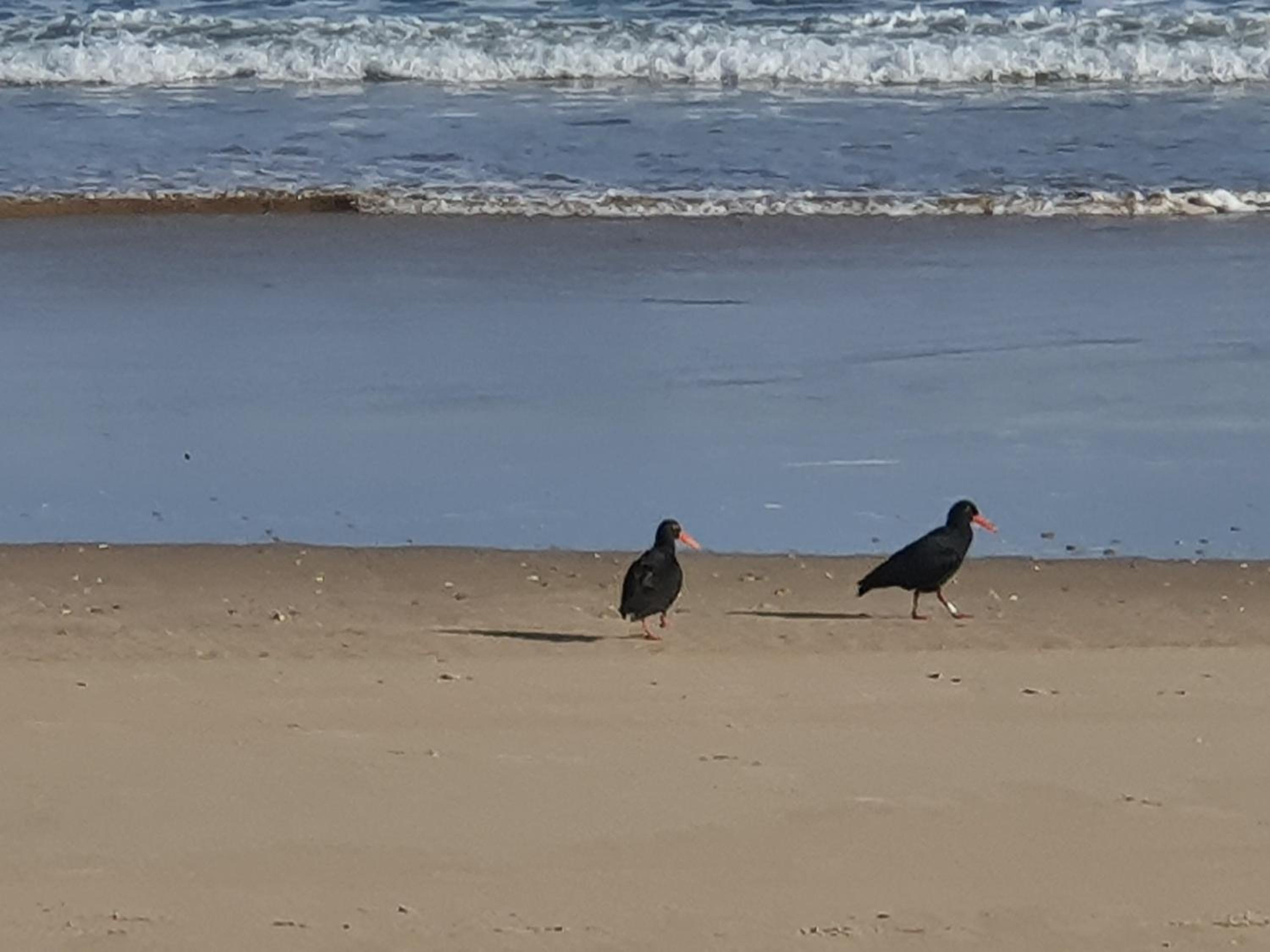 The Gull