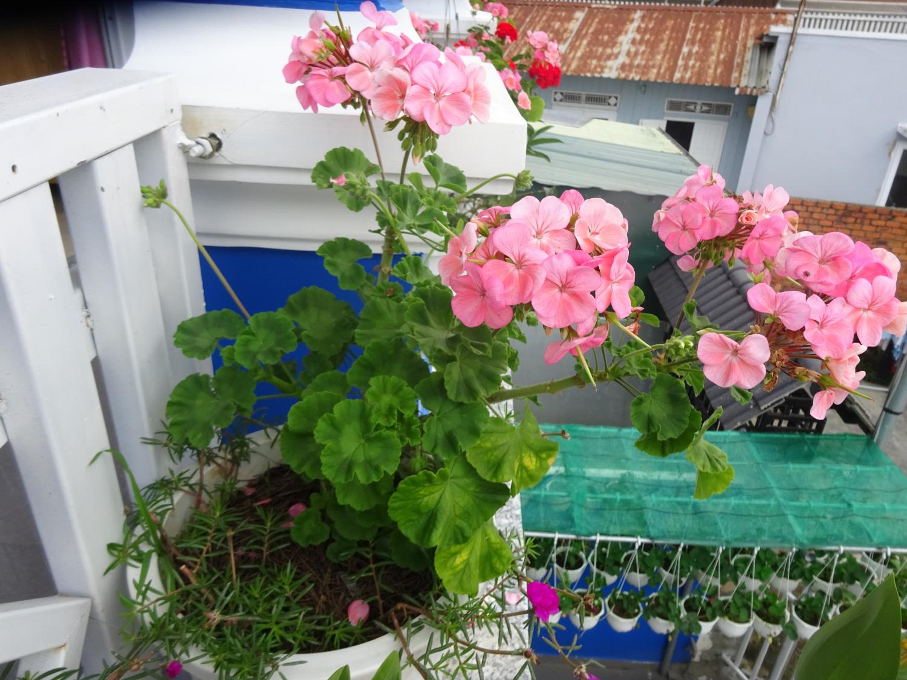 Photo 20