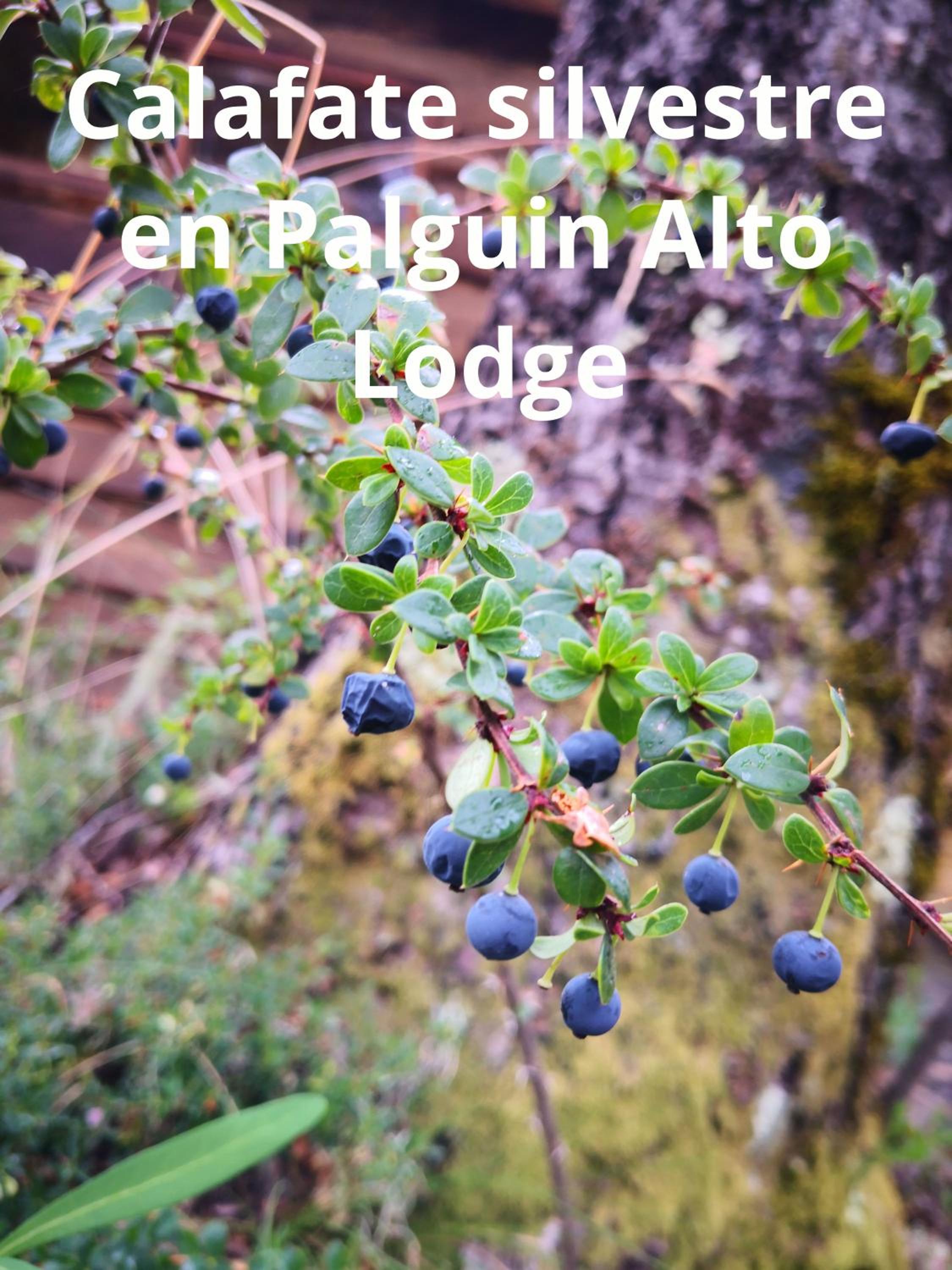 Lodge Palguin Alto