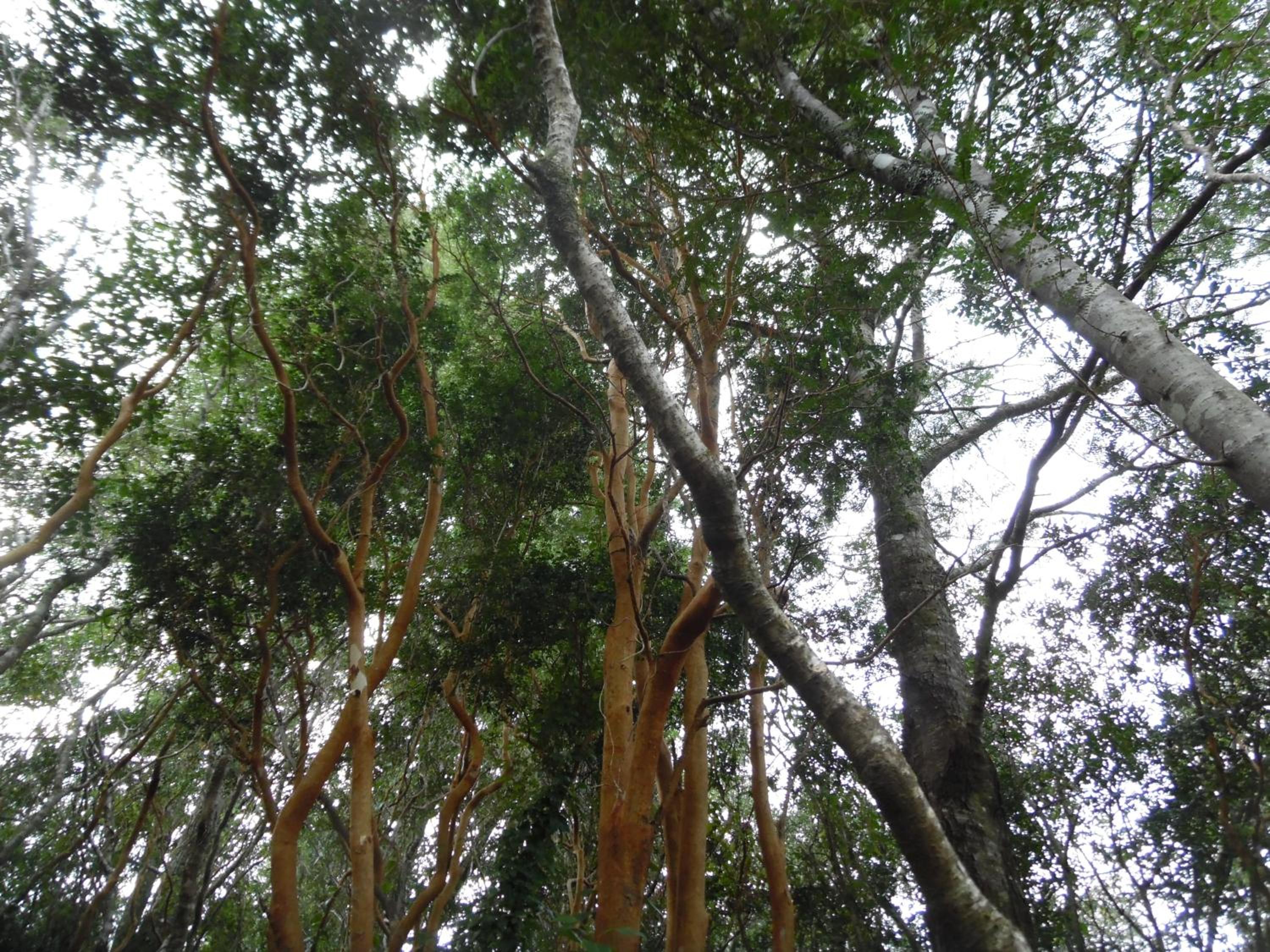 Cuyinco Domos view 5