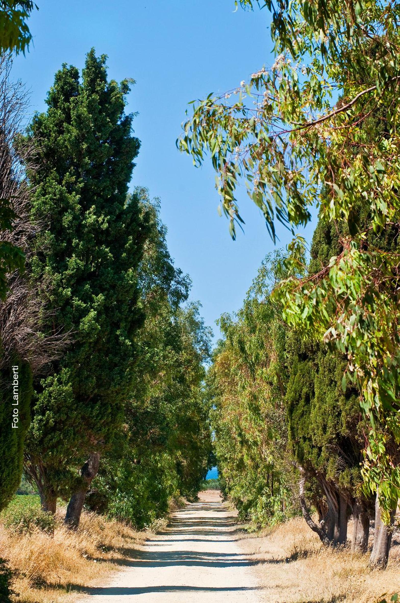 Photo 44