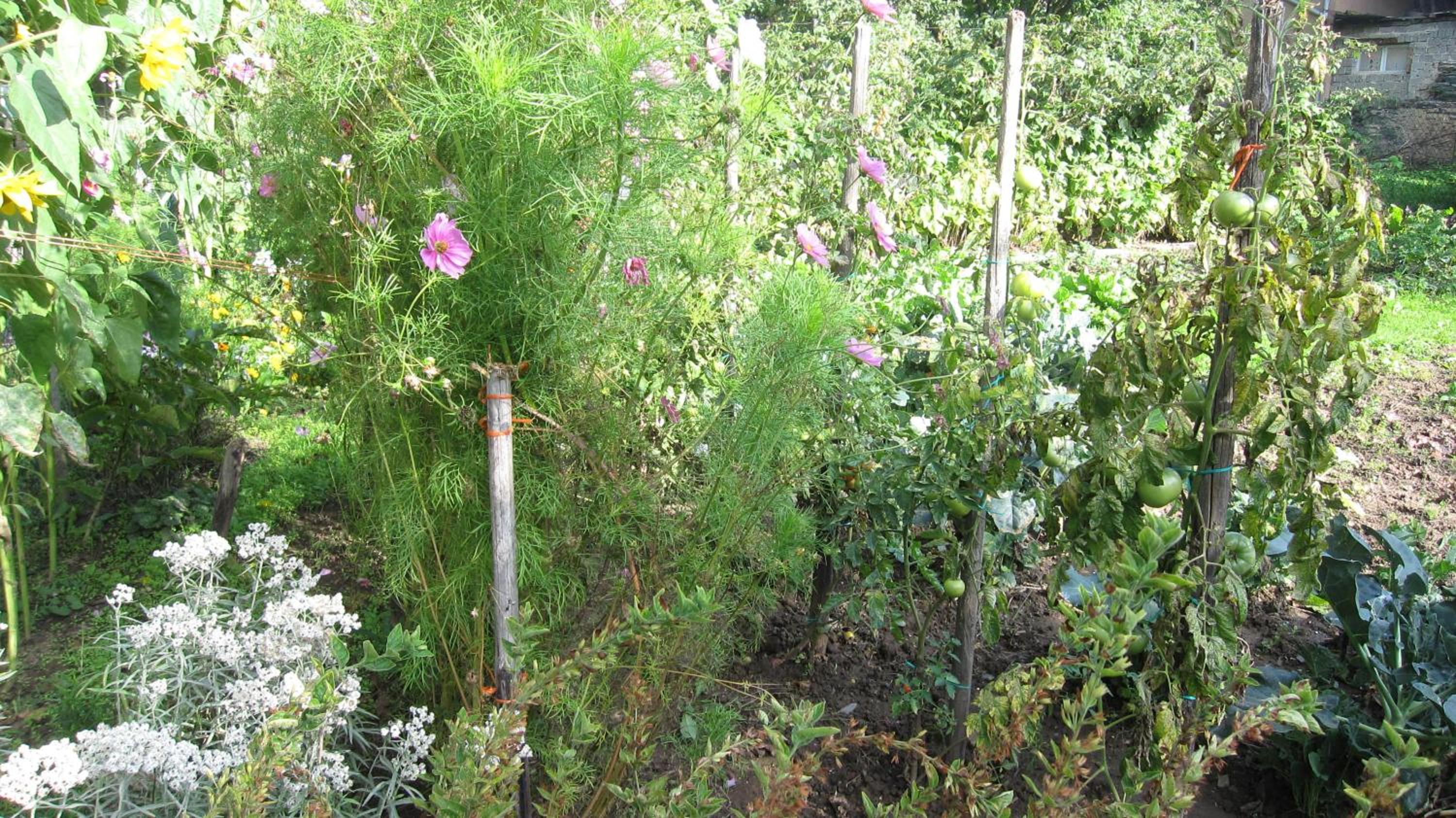Photo 52