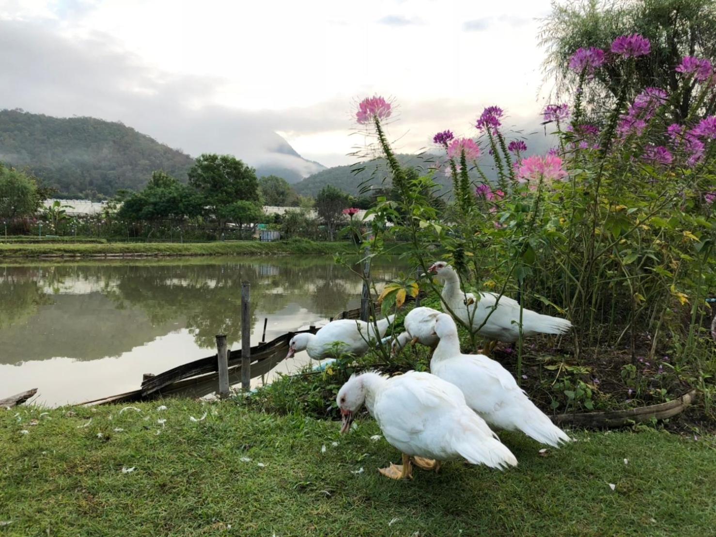 Farmstay at Pai