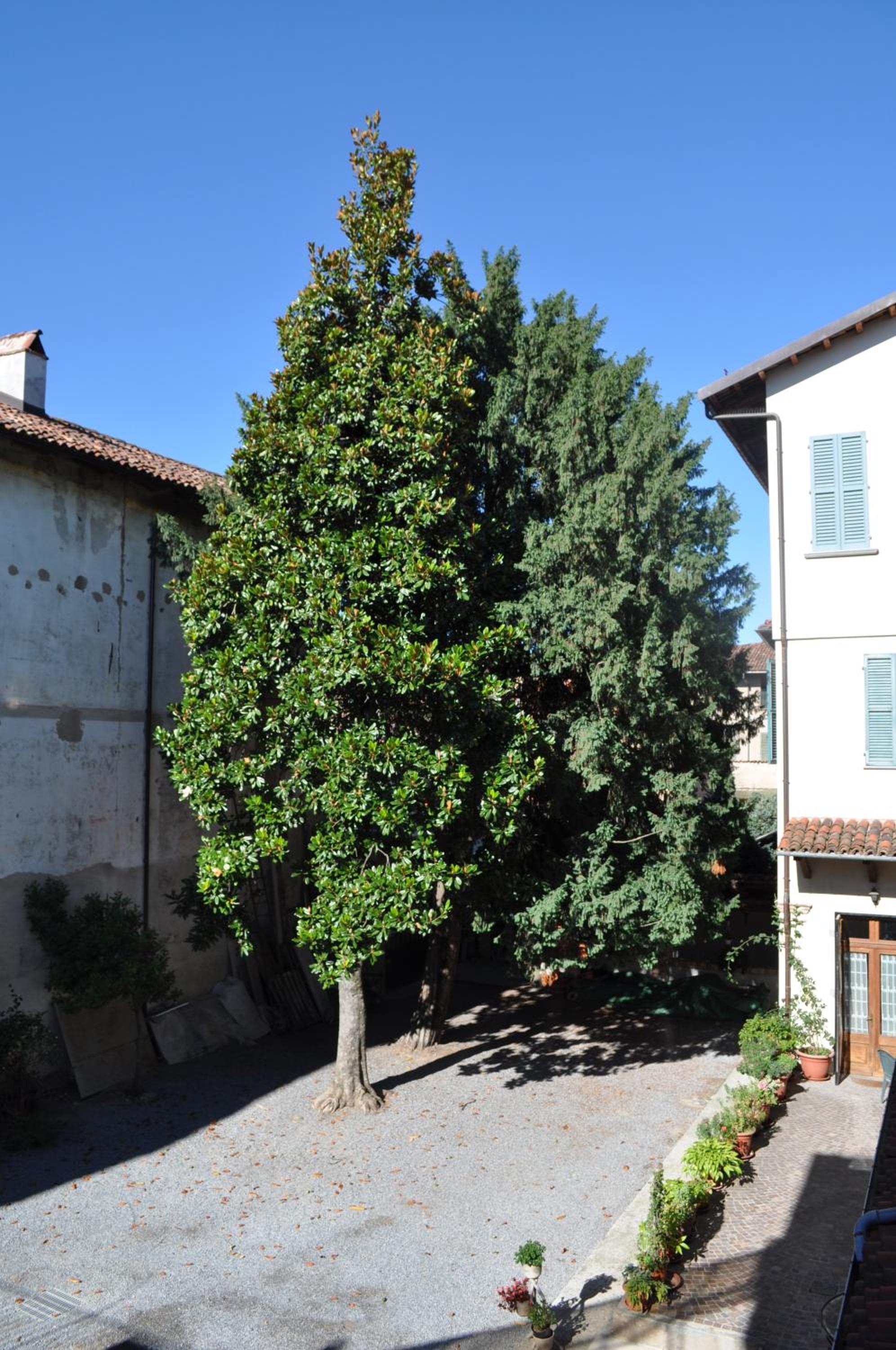 Antica Magnolia