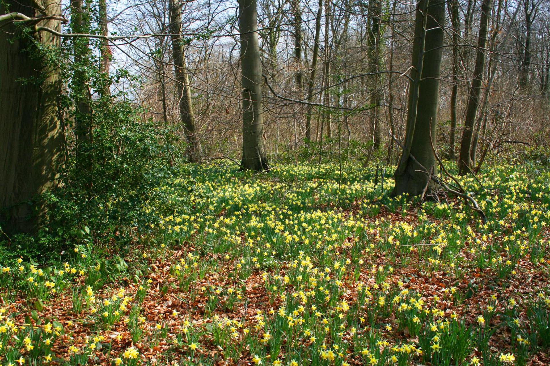 Photo 40