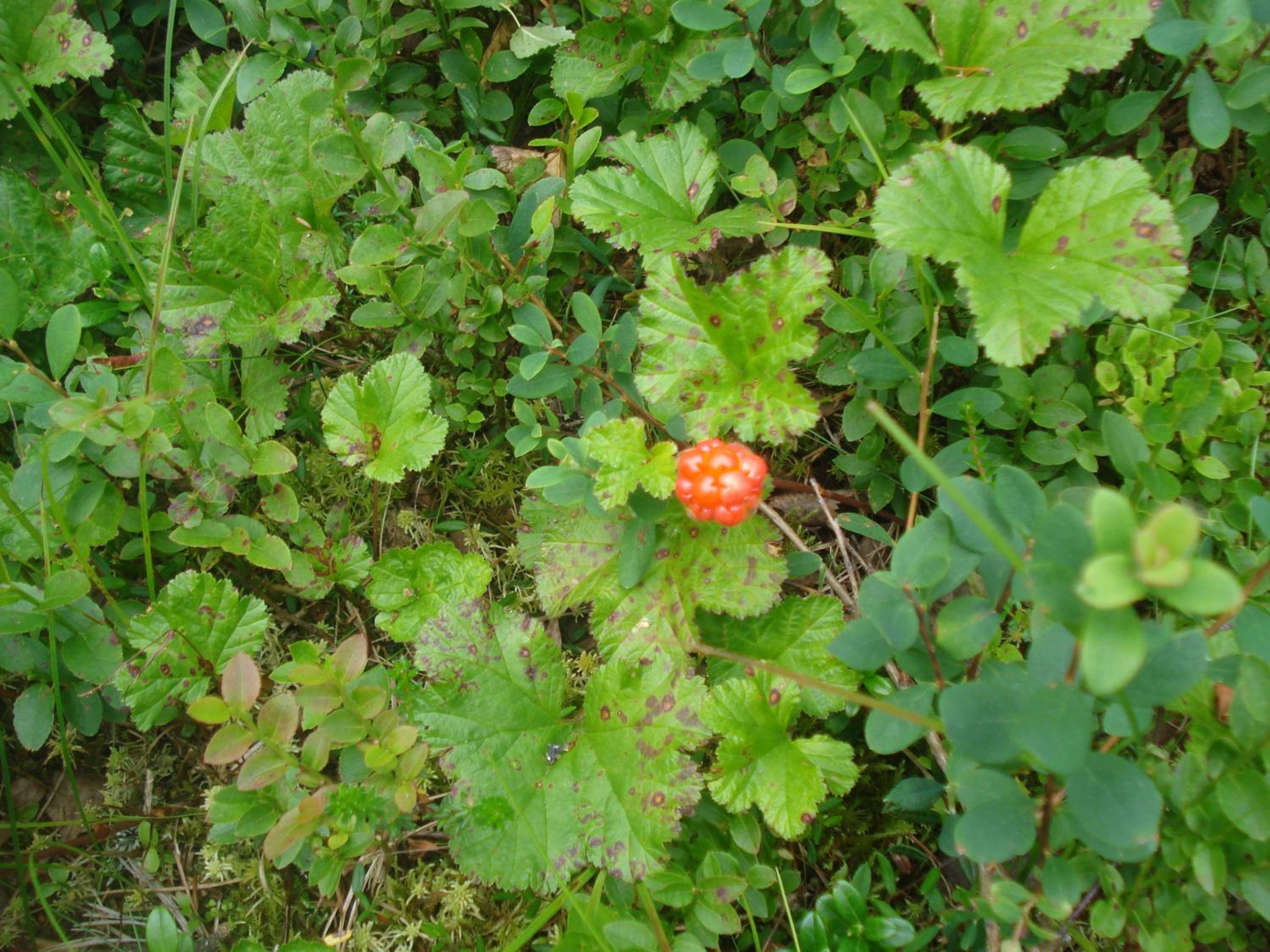 Photo 52