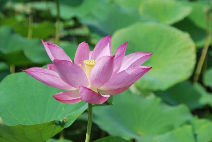 Lotus Hostel Beicheng Zhuang
