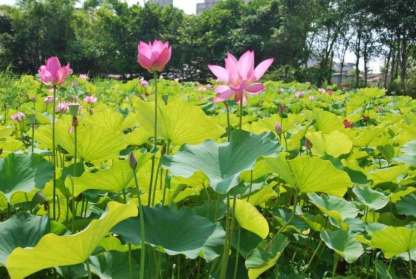 Lotus Hostel Beicheng Zhuang